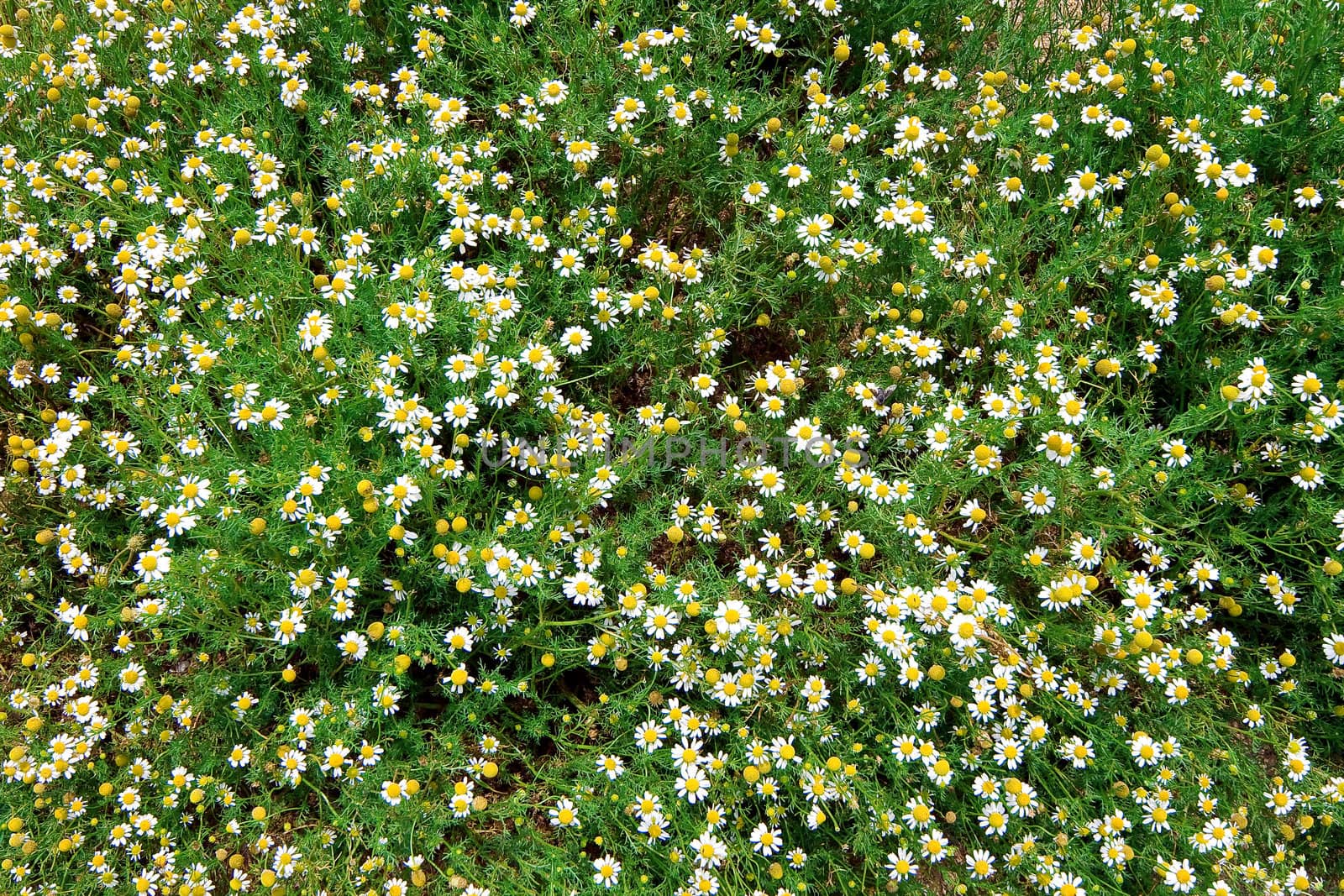 Summer field with blossoming camomiles