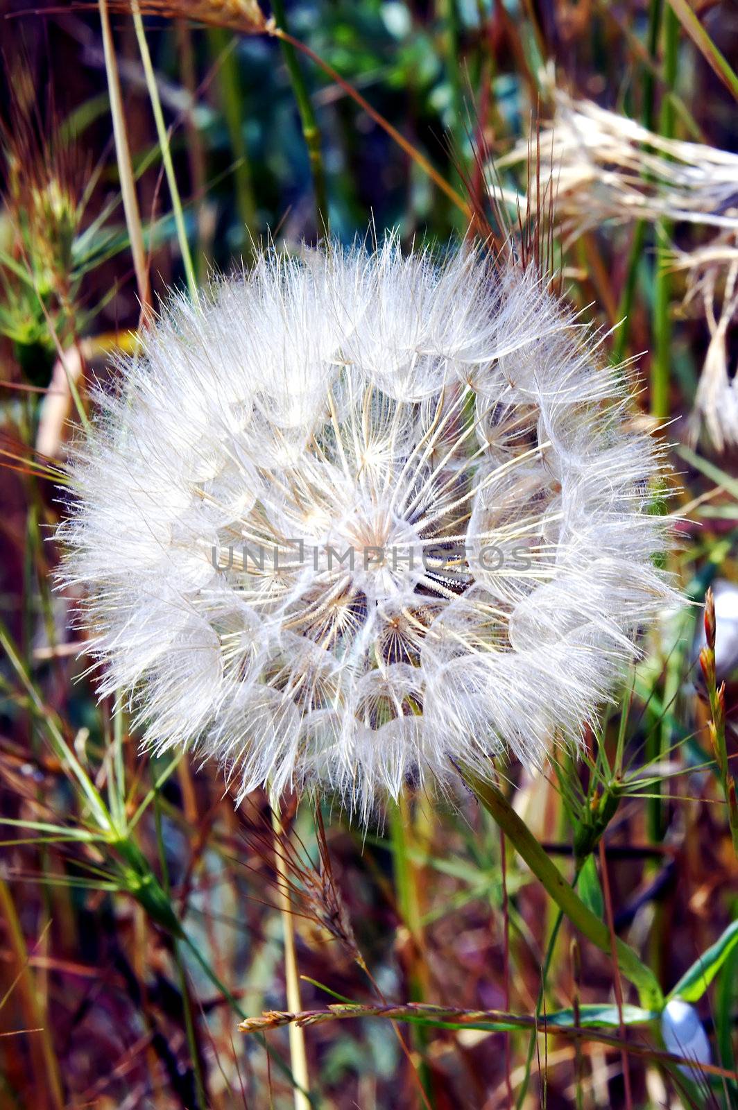 Dandelion flower on a spring meadow