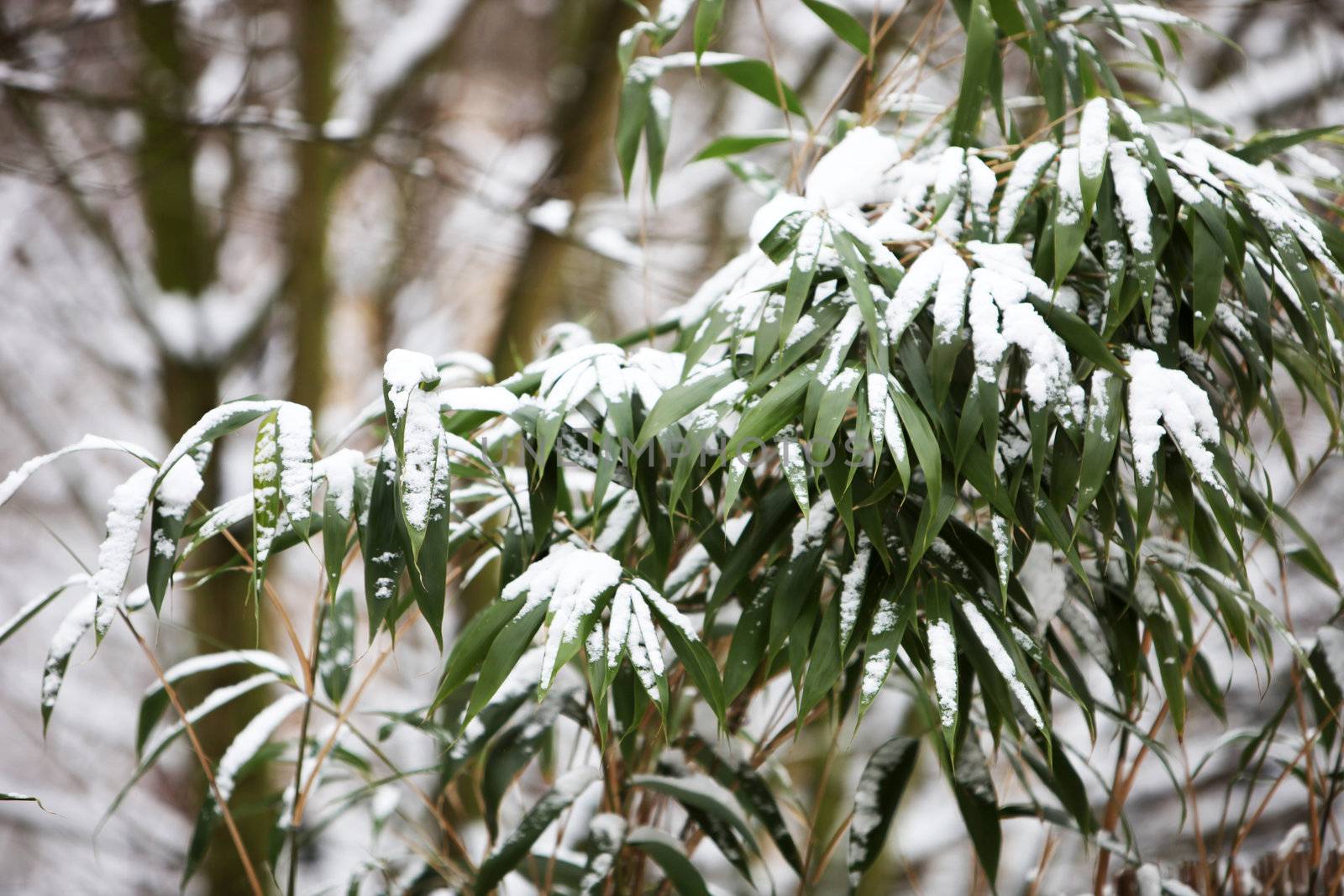 bamboo landscape with much snow