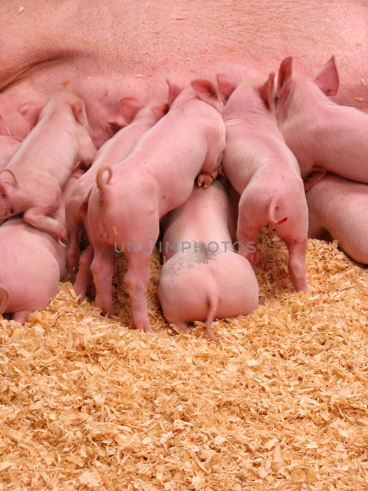 A group of hungry piglets fighting to get their fair share of milk