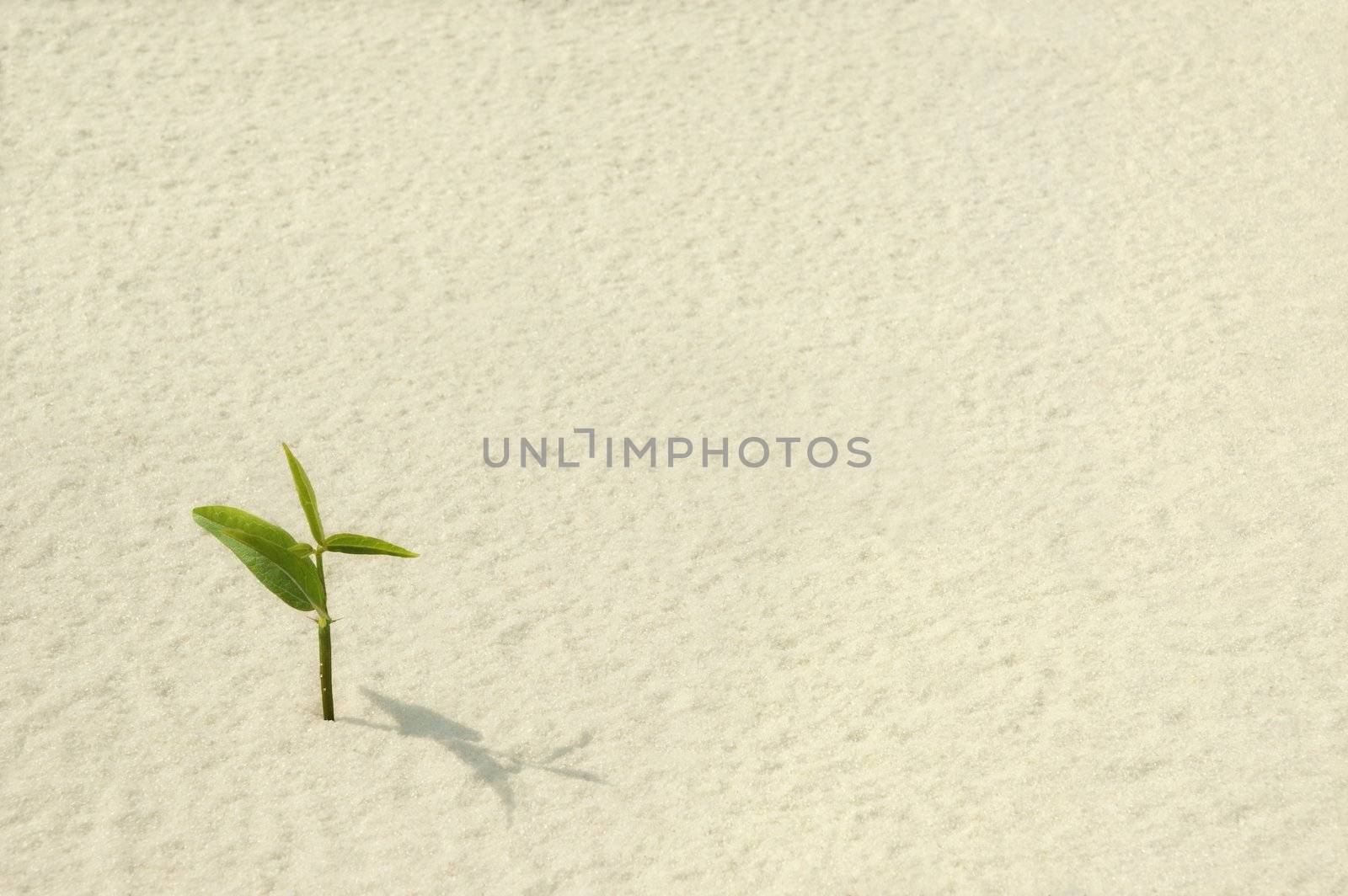 A single young plant sprouting from a sea of sand. 