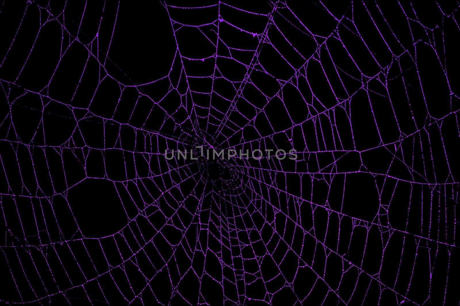 Purple spider web against a black background