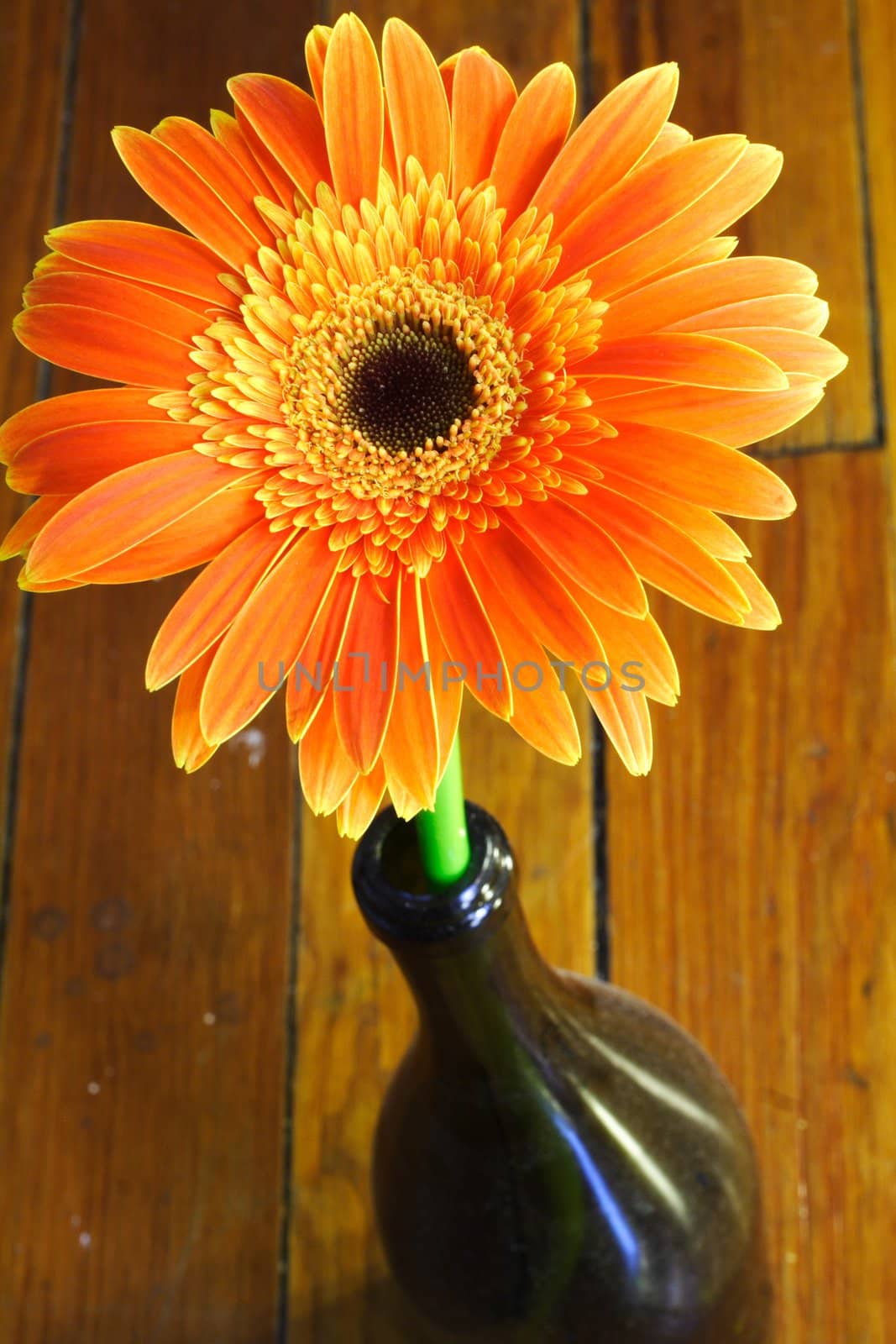 Close-up shot of Orange Flower in a wine bottle