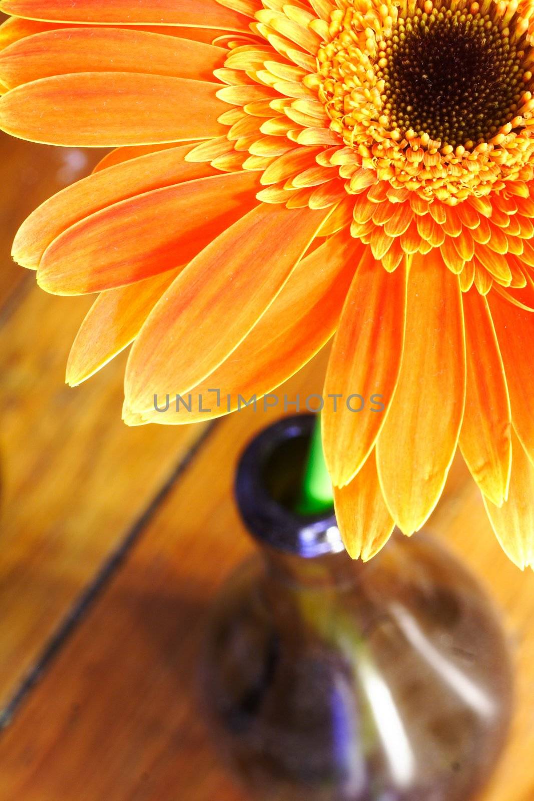 Close-up shot of Orange Flower in a wine bottle