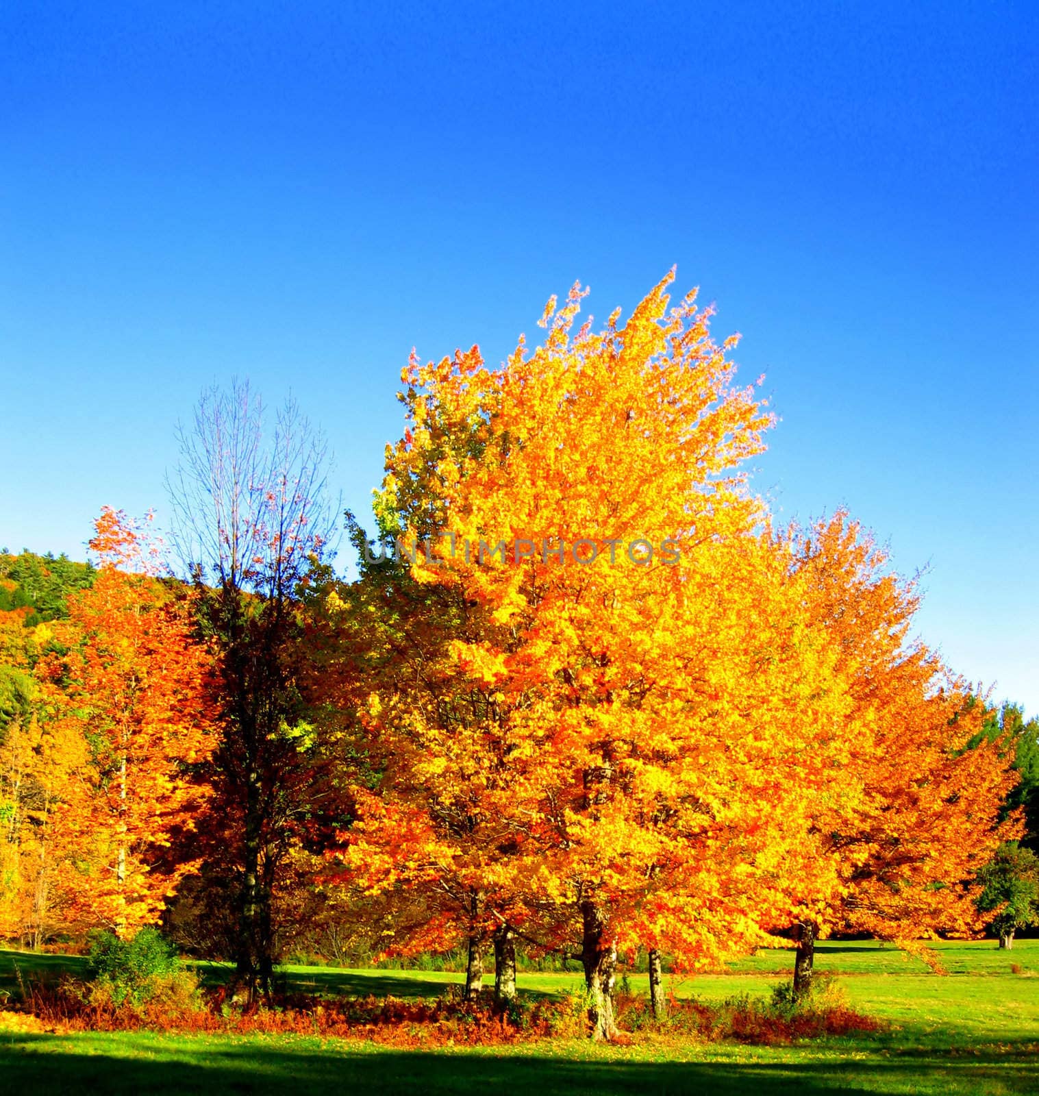 At the edge of a field, a stand of golden-toned maples changing in Autumn, contrast boldly against a vibrant blue sky

