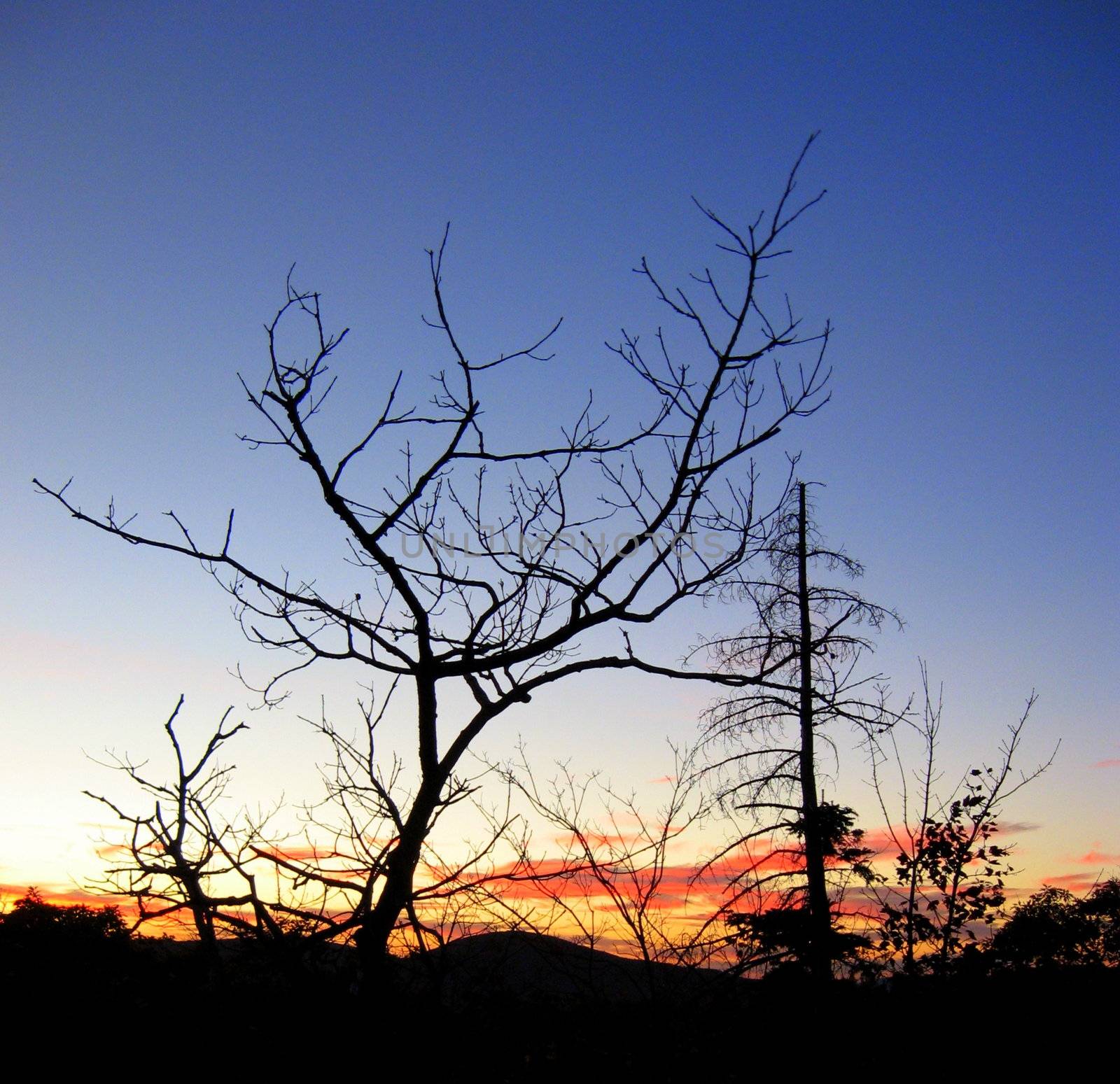 Crooked Tree, Straight Tree at Sunset by loongirl
