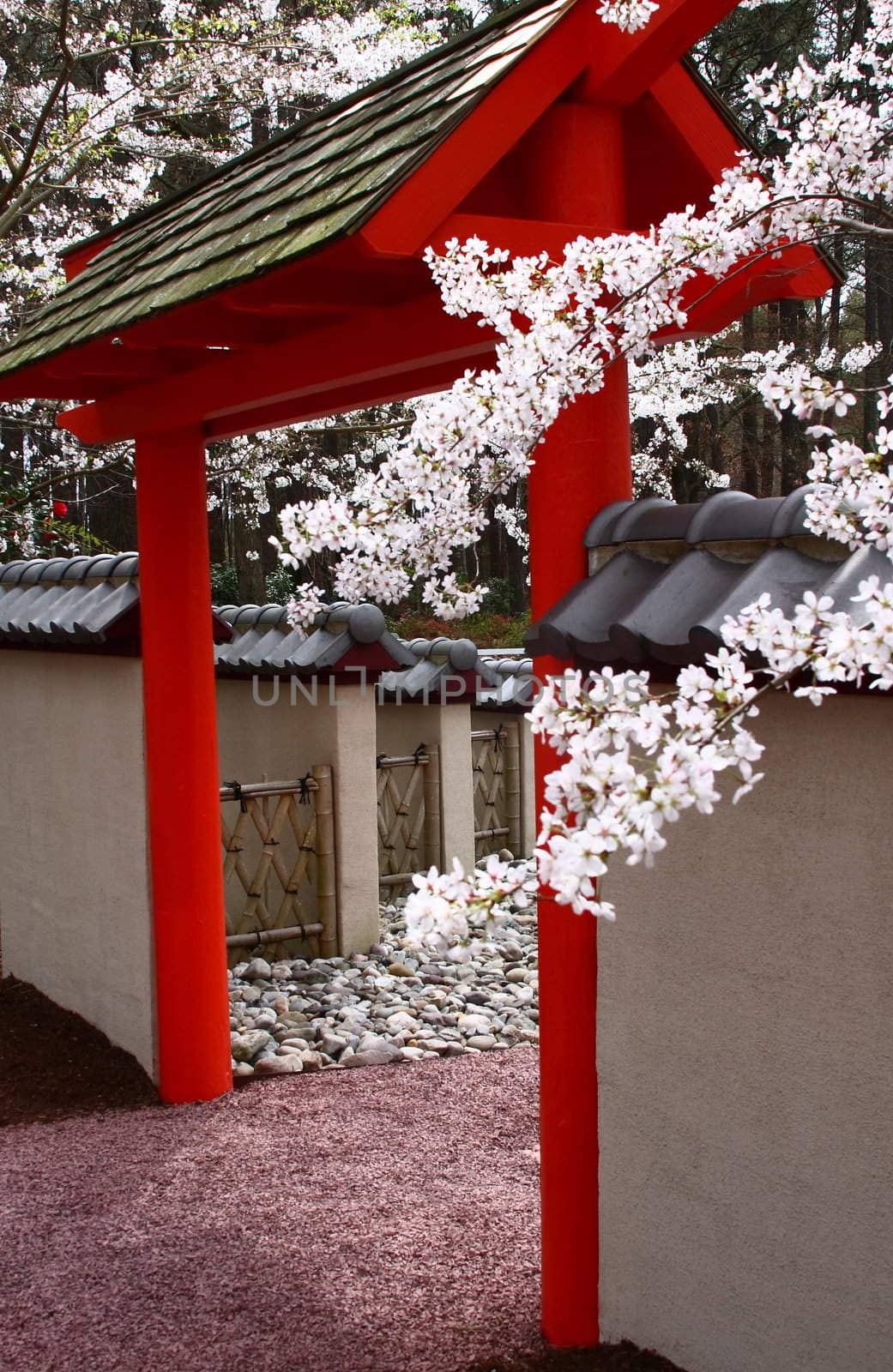 Yoshino Cherry blossoms in a japanese garden with a pagoda.