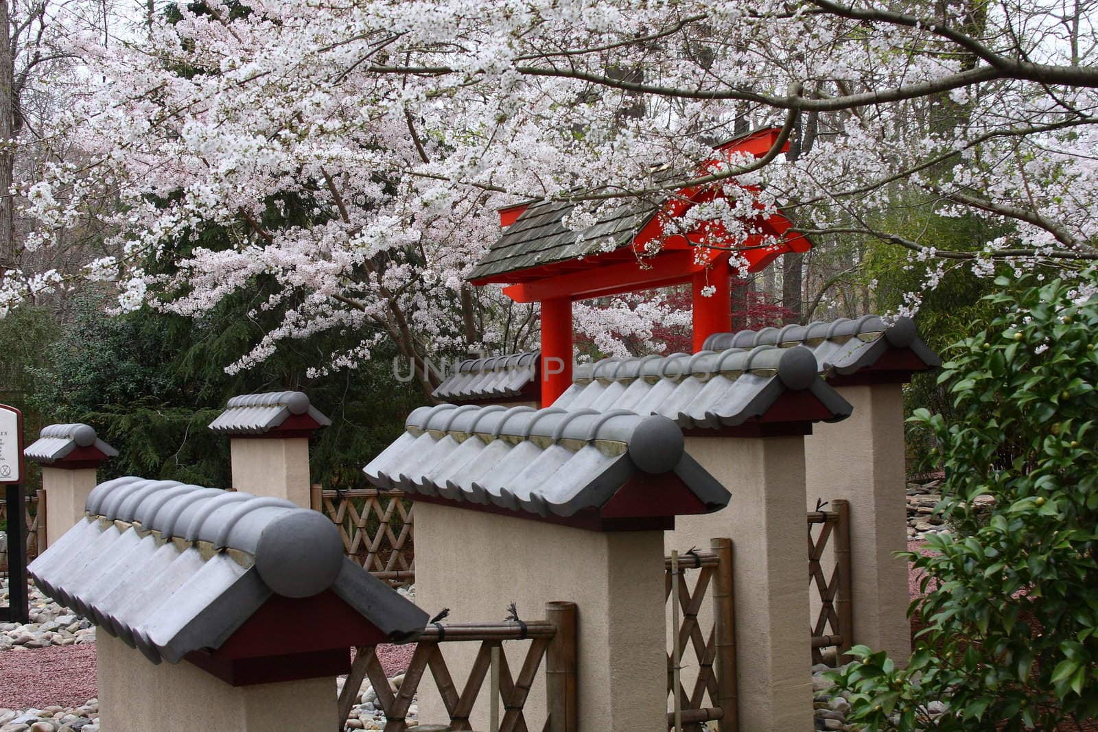 Cherry trees blossoming in a Japanese garden
