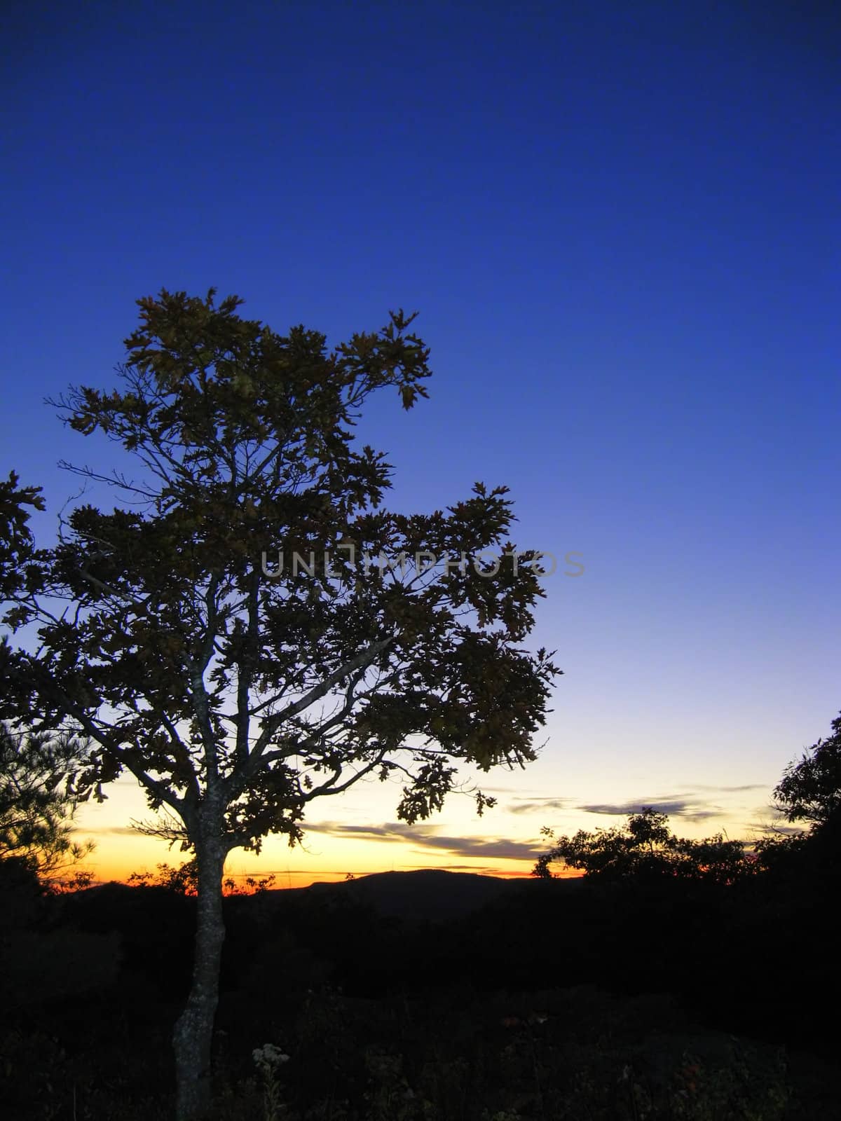 tree silhouetted at sunset, against the horizon