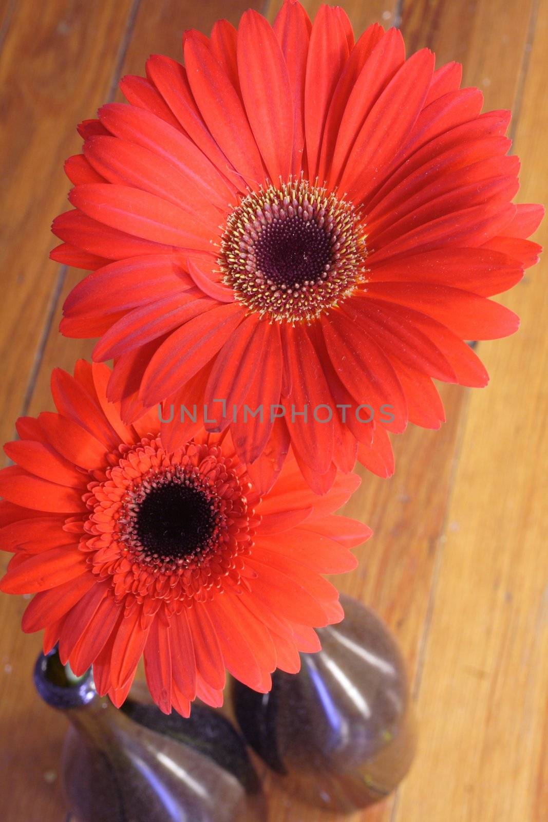 Two red flowers in wine bottles