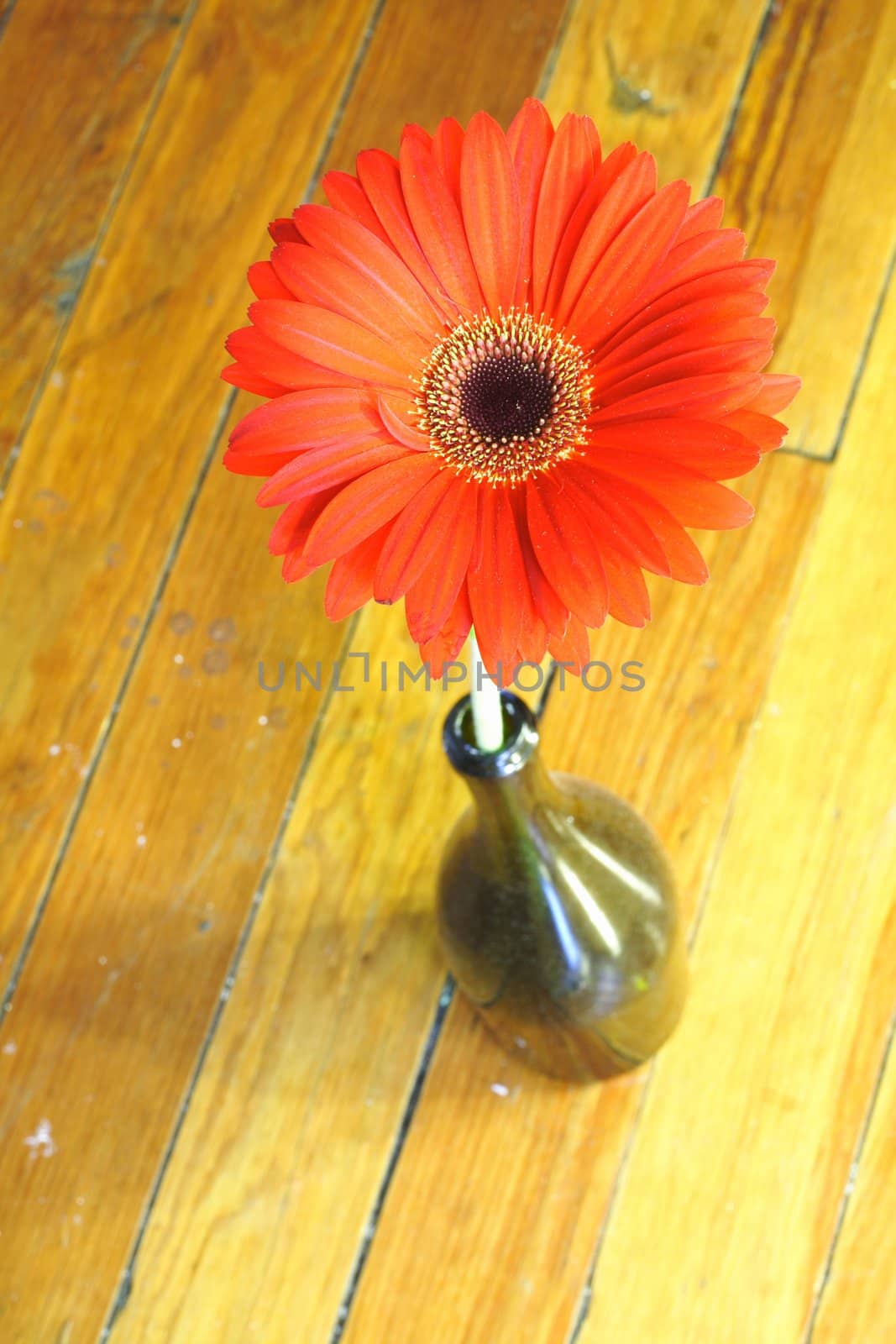 Close-up shot of Red Flower in a wine bottle