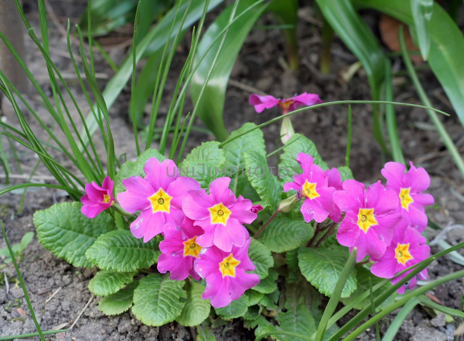 Pink primroses with a yellow eye (Primula vulgaris sibthorpii), end of March 2007 in a garden in Northern-Germany.