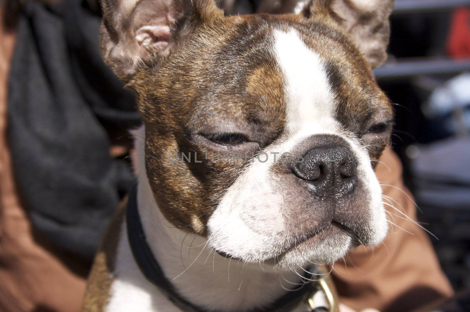 Boston terrier dog  by sommerjazz