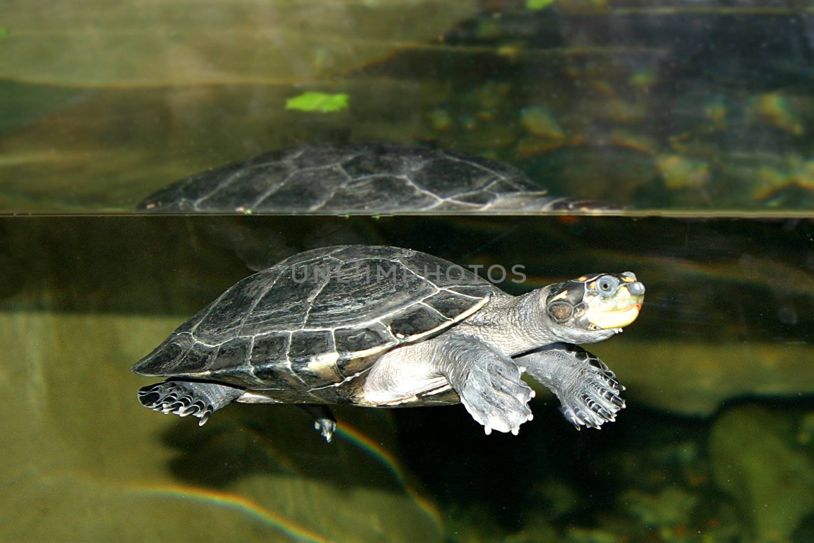 Turtles are reptilians of the Order Testudines, most of whose body is shielded by a special bony or cartilaginous shell developed from their ribs.