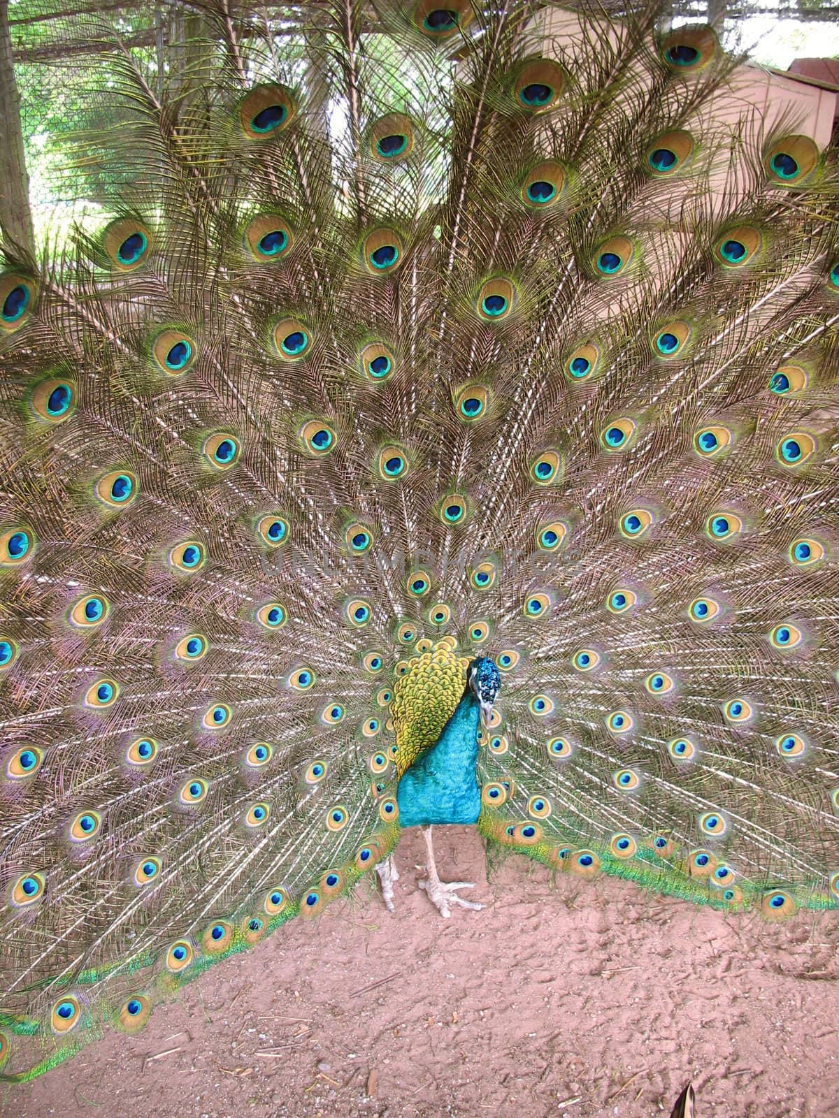 A beautiful peacock with its feathers all fanned out.