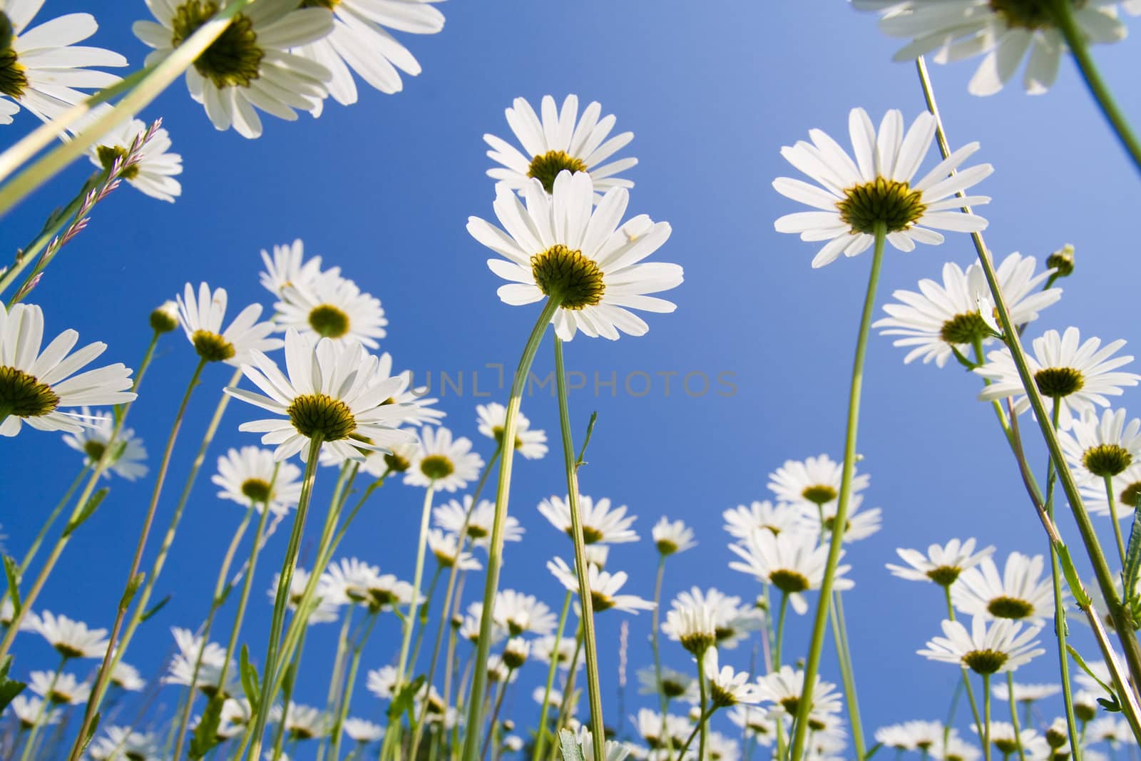 Golden daisies close-up against clear blue sky.
