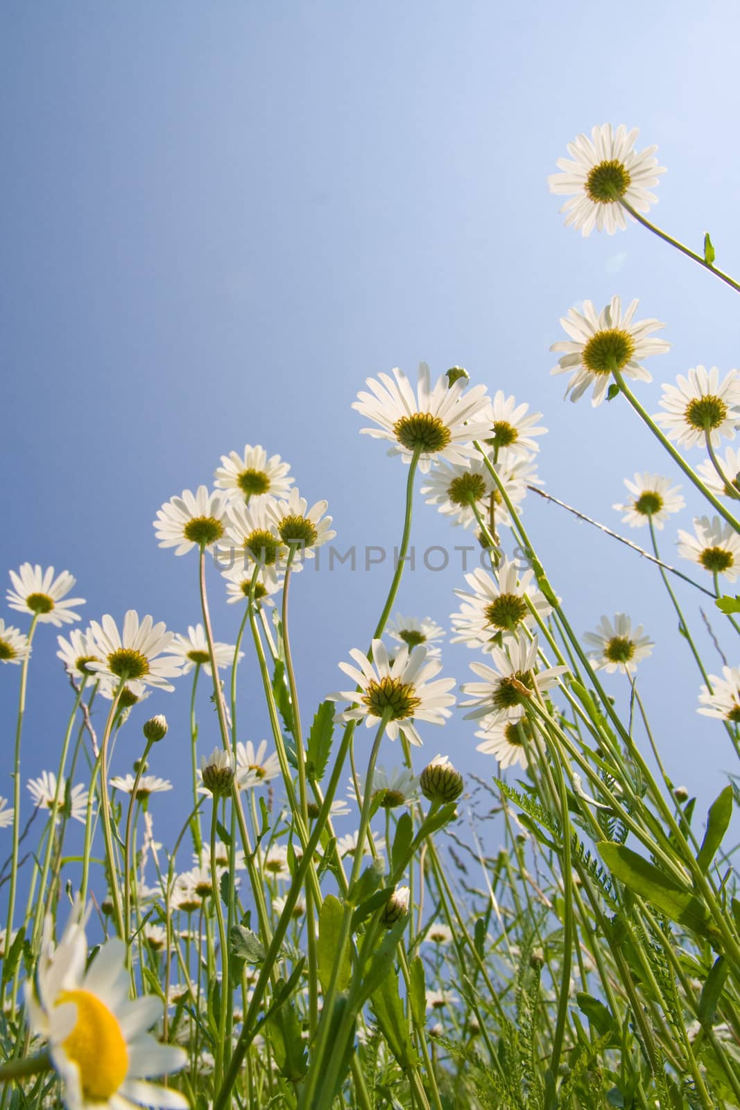 Golden daisies close-up against clear blue sky.