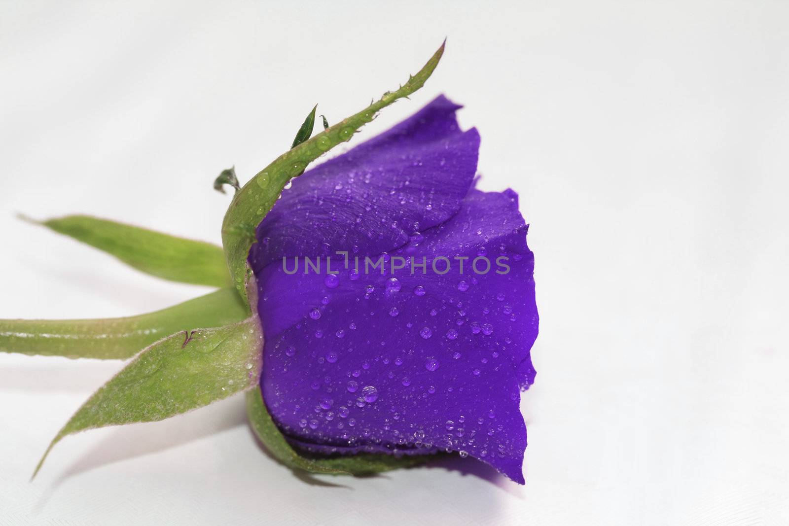 Waterdrops on a single purple rose, overwhite