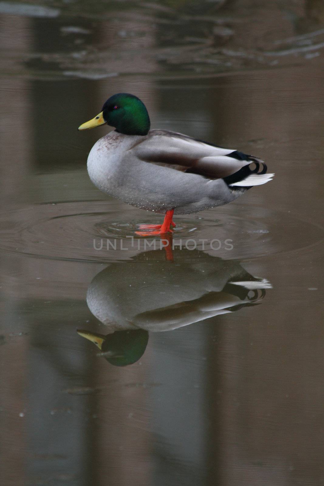 A male duck on ice with his own reflection
