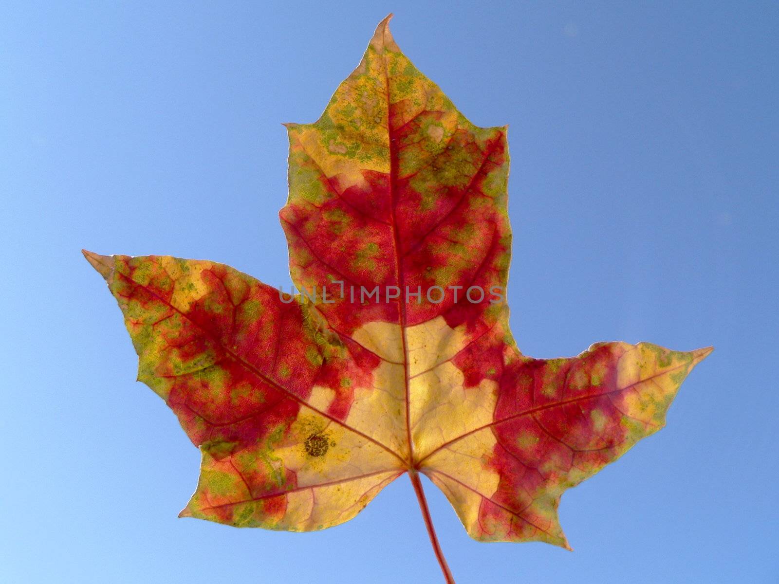 Red and yellow maple leaf on sky background