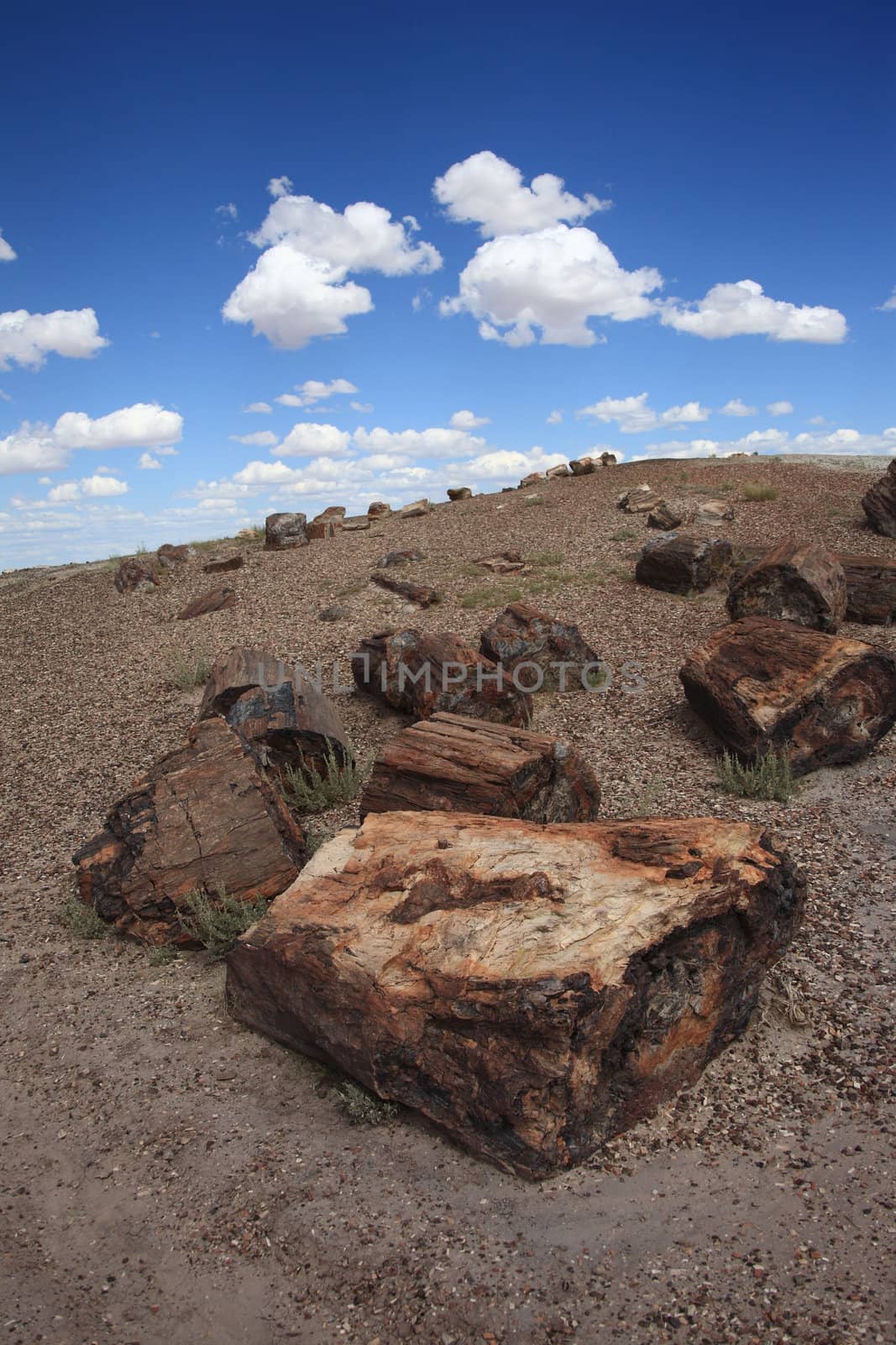 Petrified trees in Arizona National Park.