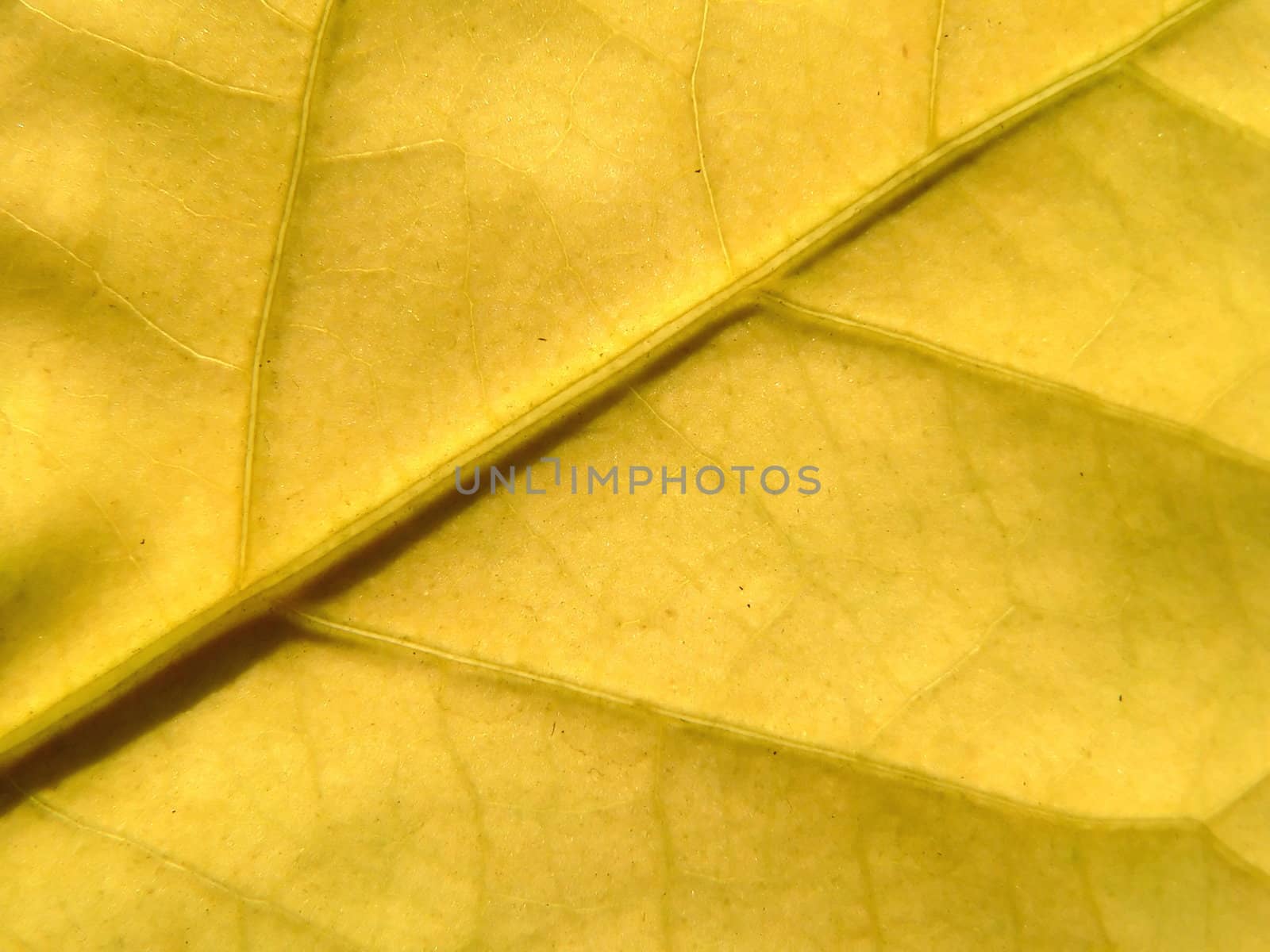 Yellow leaf by ichip