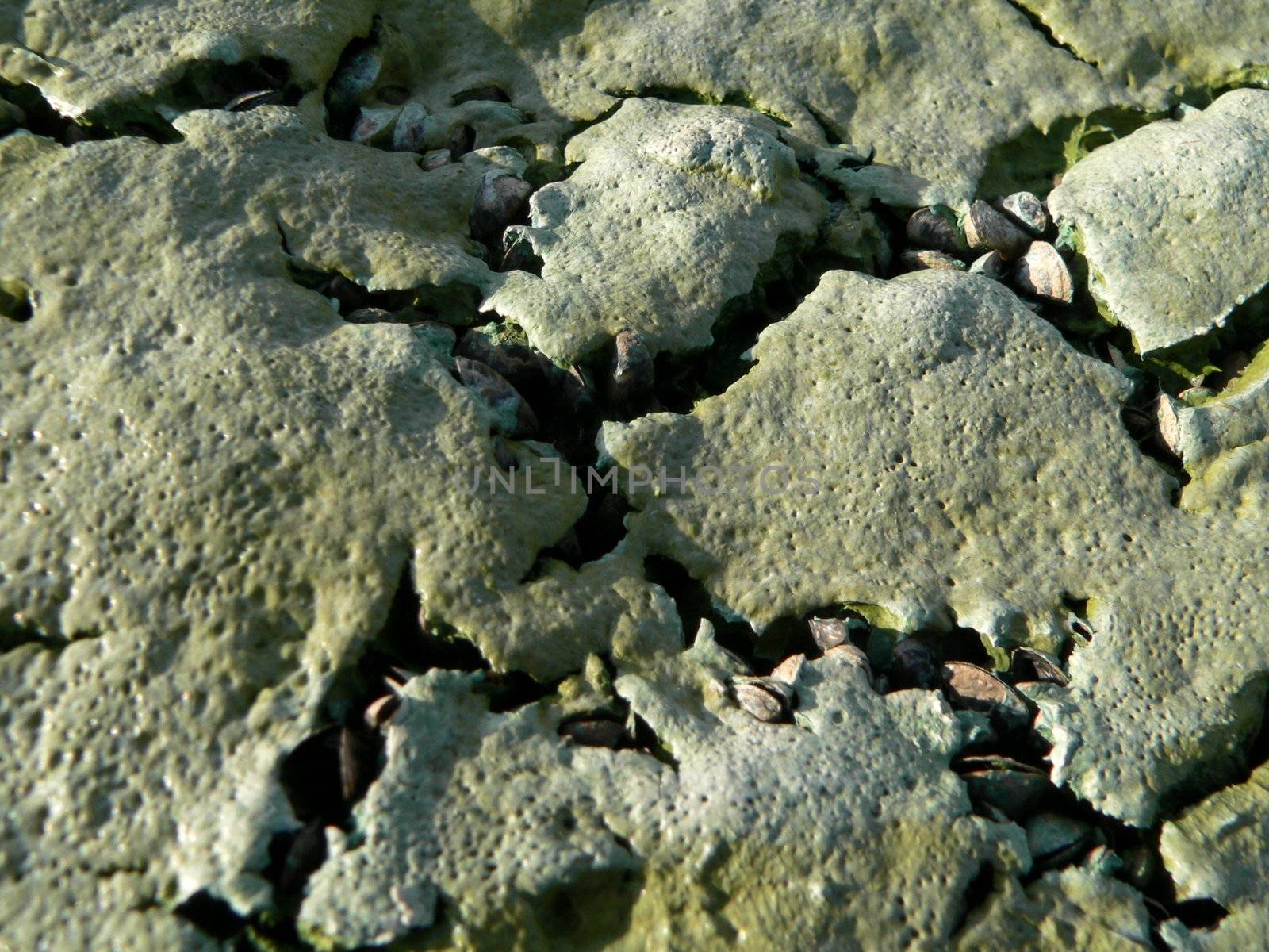 Blue-green algaes by ichip