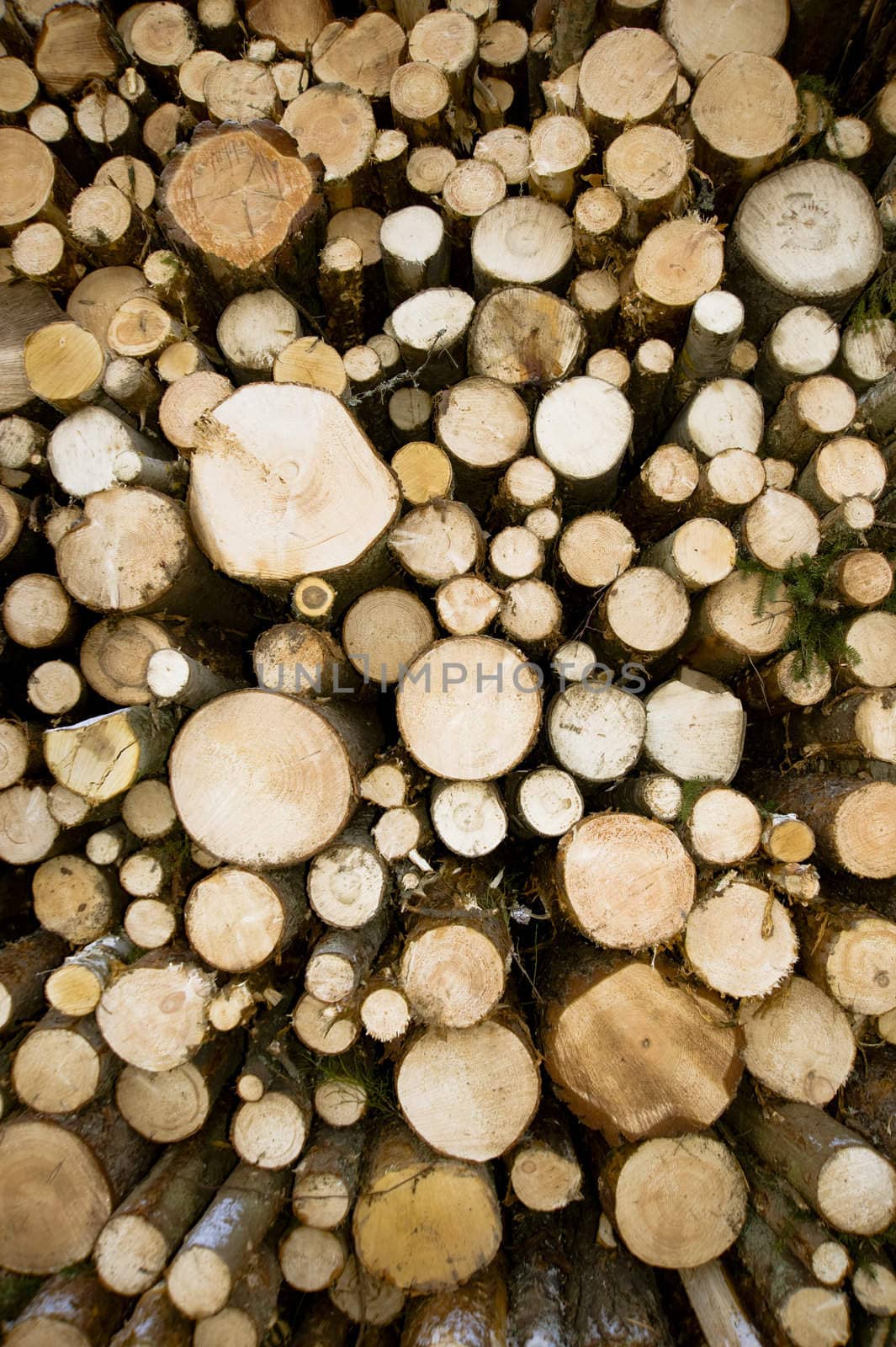 A logs storage neatly stacked near the forest path
