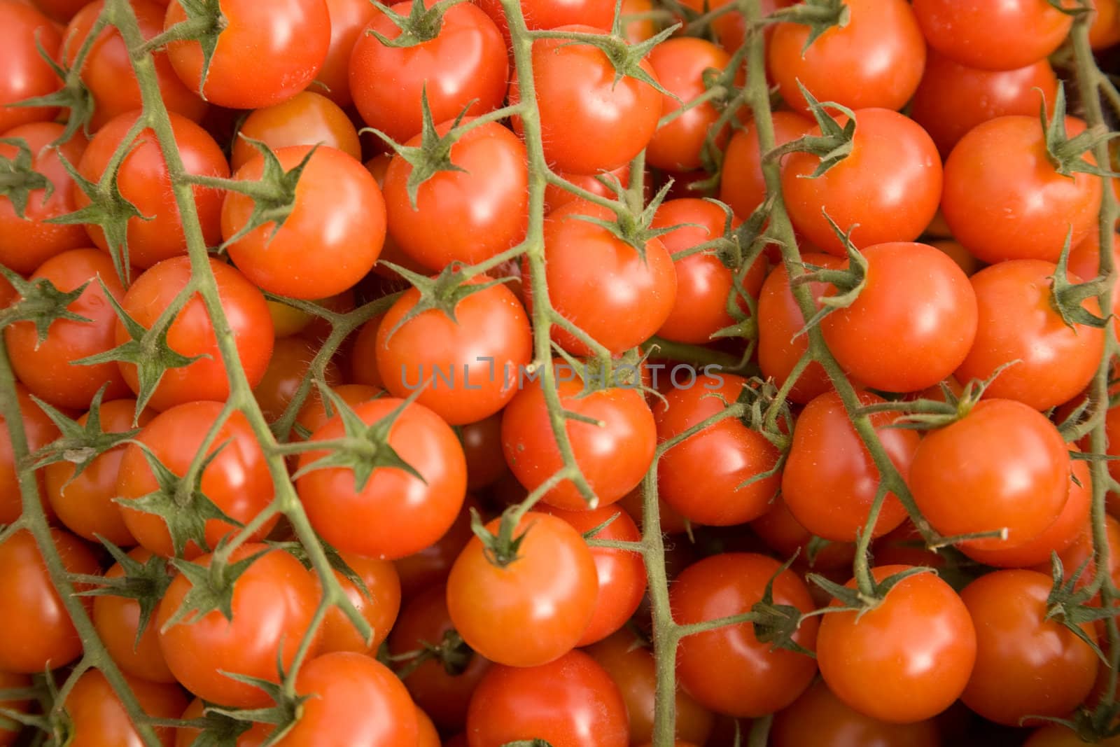 Background of baby tomatoes on the vine.