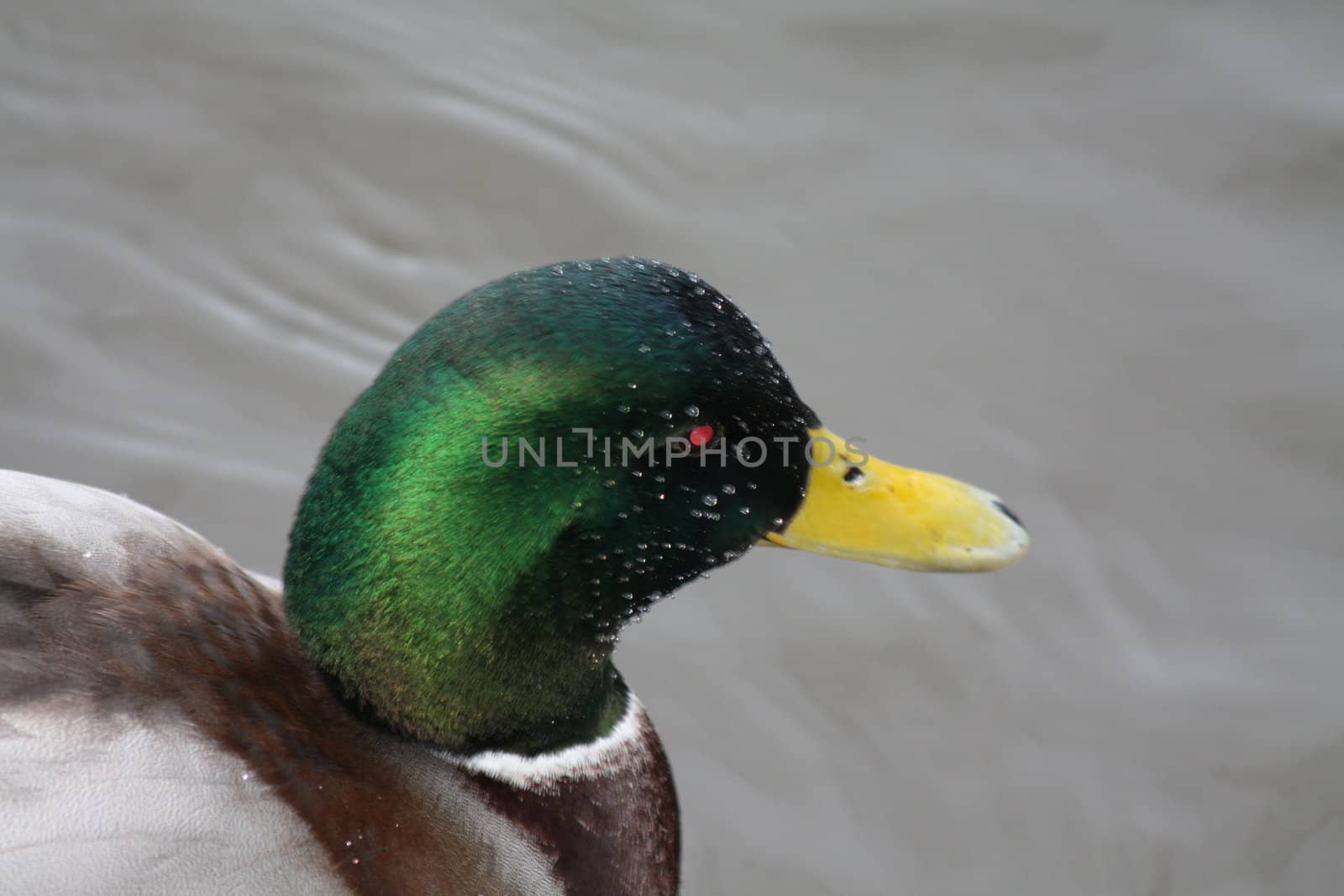 Close up of a male duck