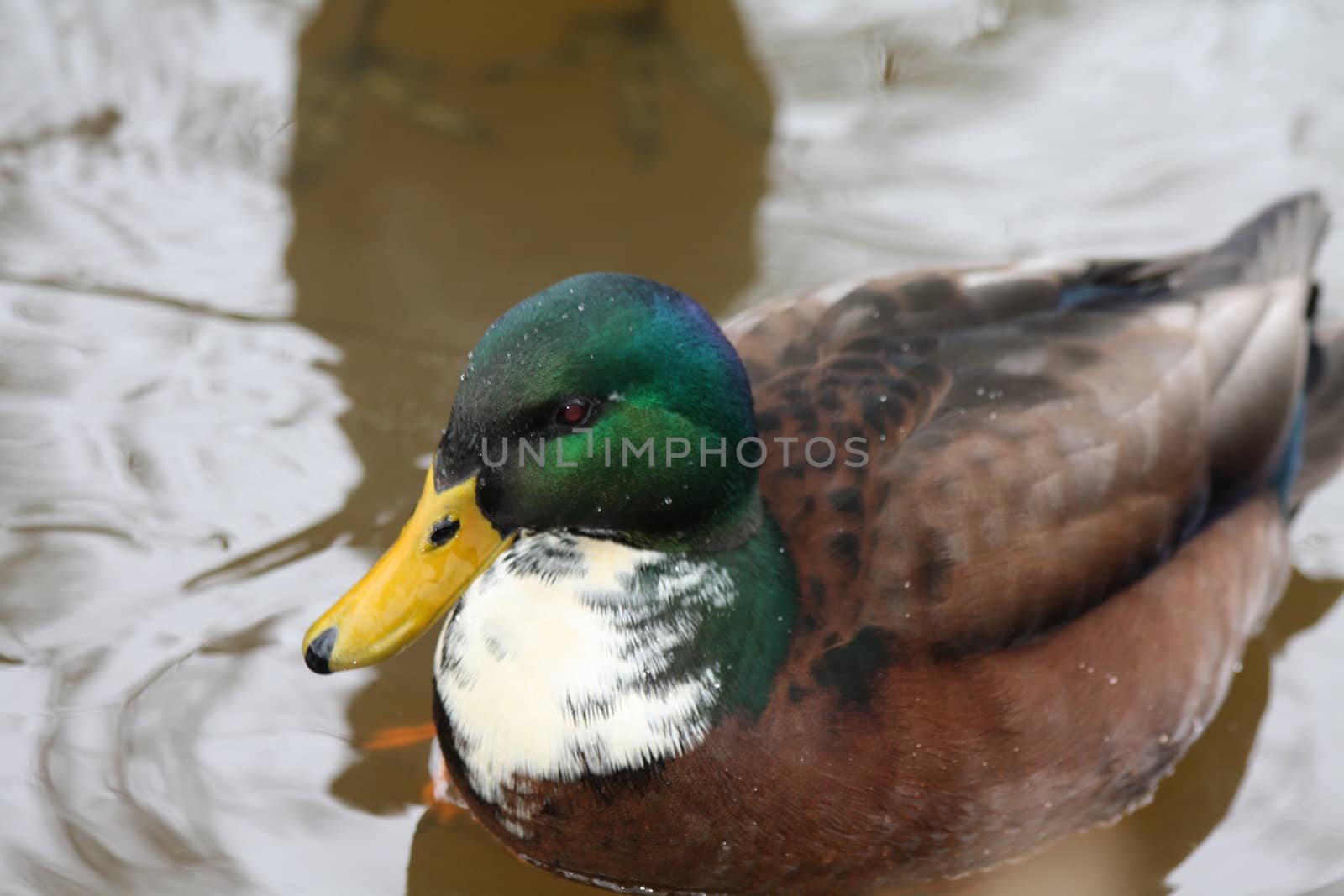 Male duck in close up by studioportosabbia