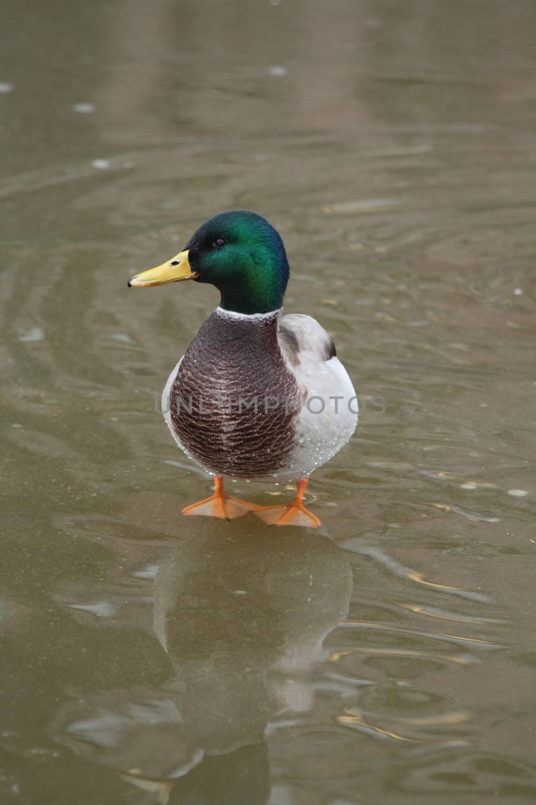 male duck on ice by studioportosabbia