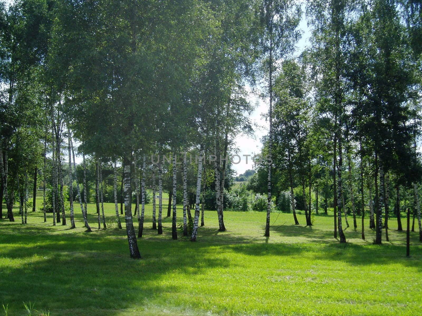 The landscape, a birch grove, russia