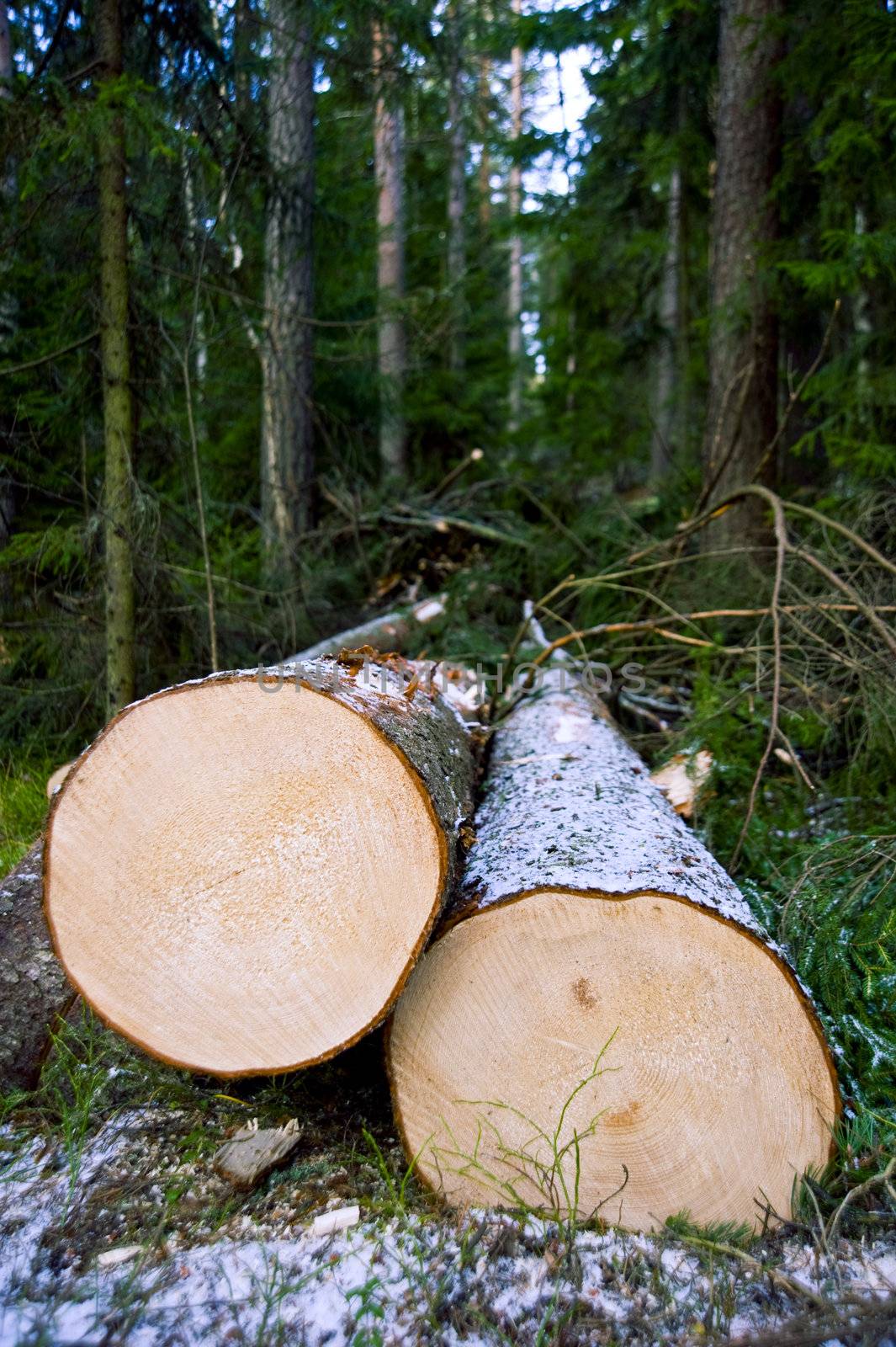 Chopped trees laying on the ground in forest, taken in Finland