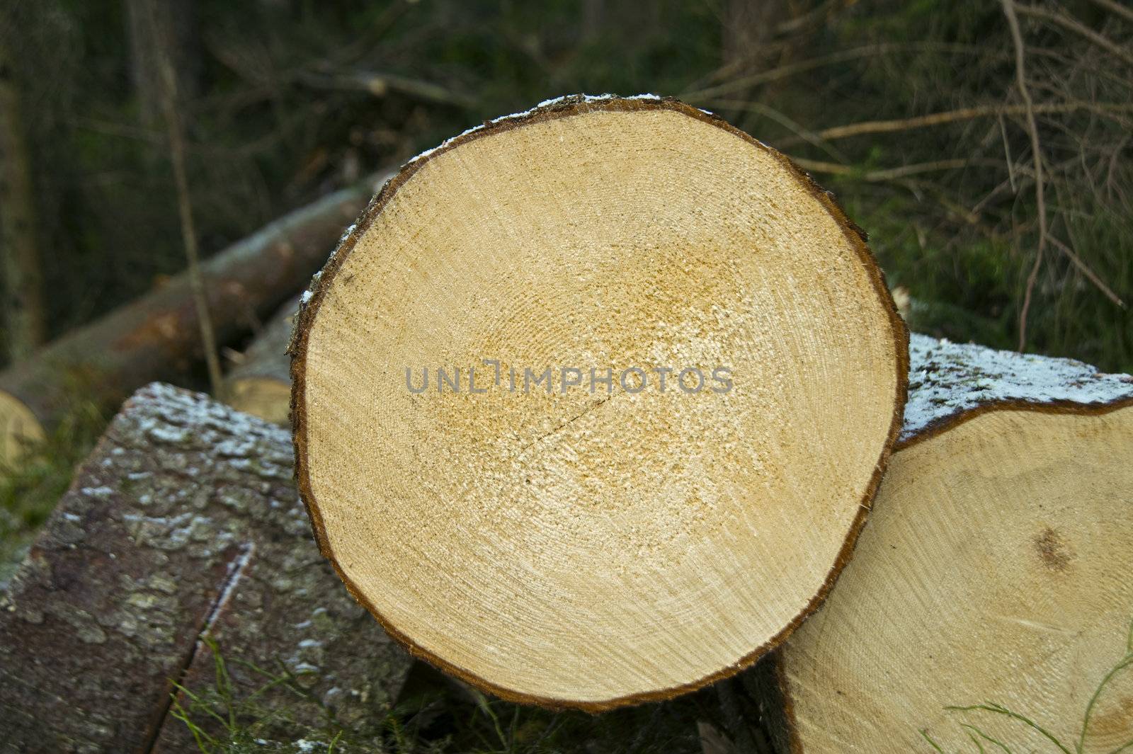  Chopped trees laying on the ground in forest, taken in Finland