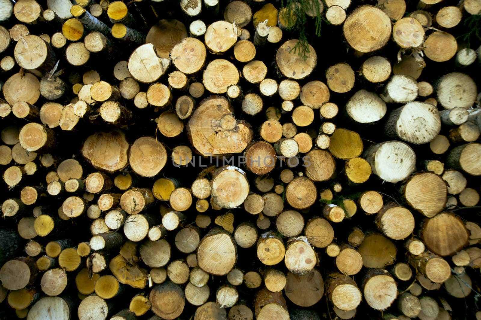 Chopped trees laying on the logs storage, taken in Finland