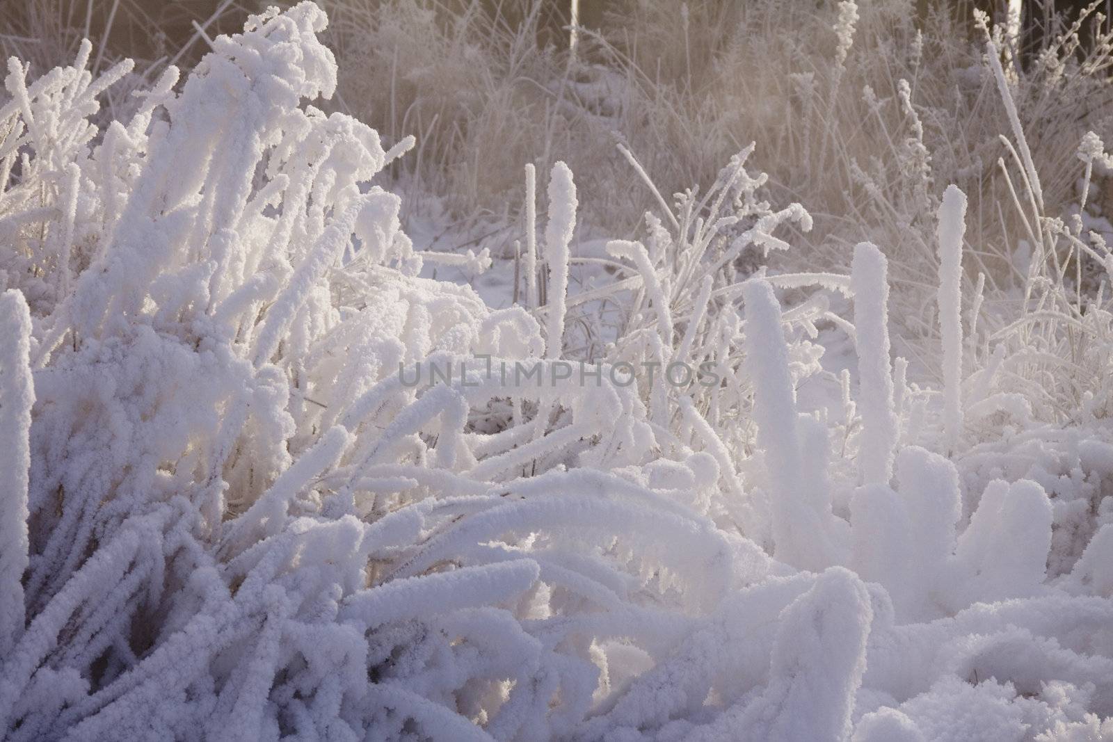 Cold winter with the frozen plants in snow