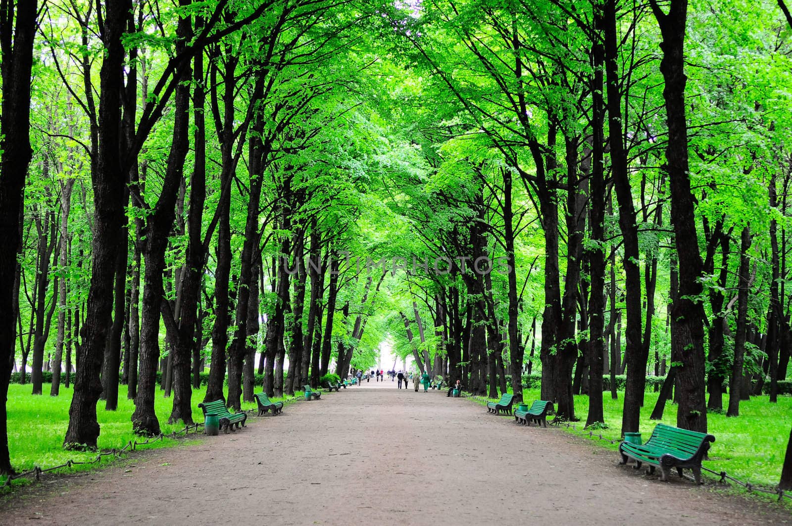 Green park, forest background, St Petersburg, Russia