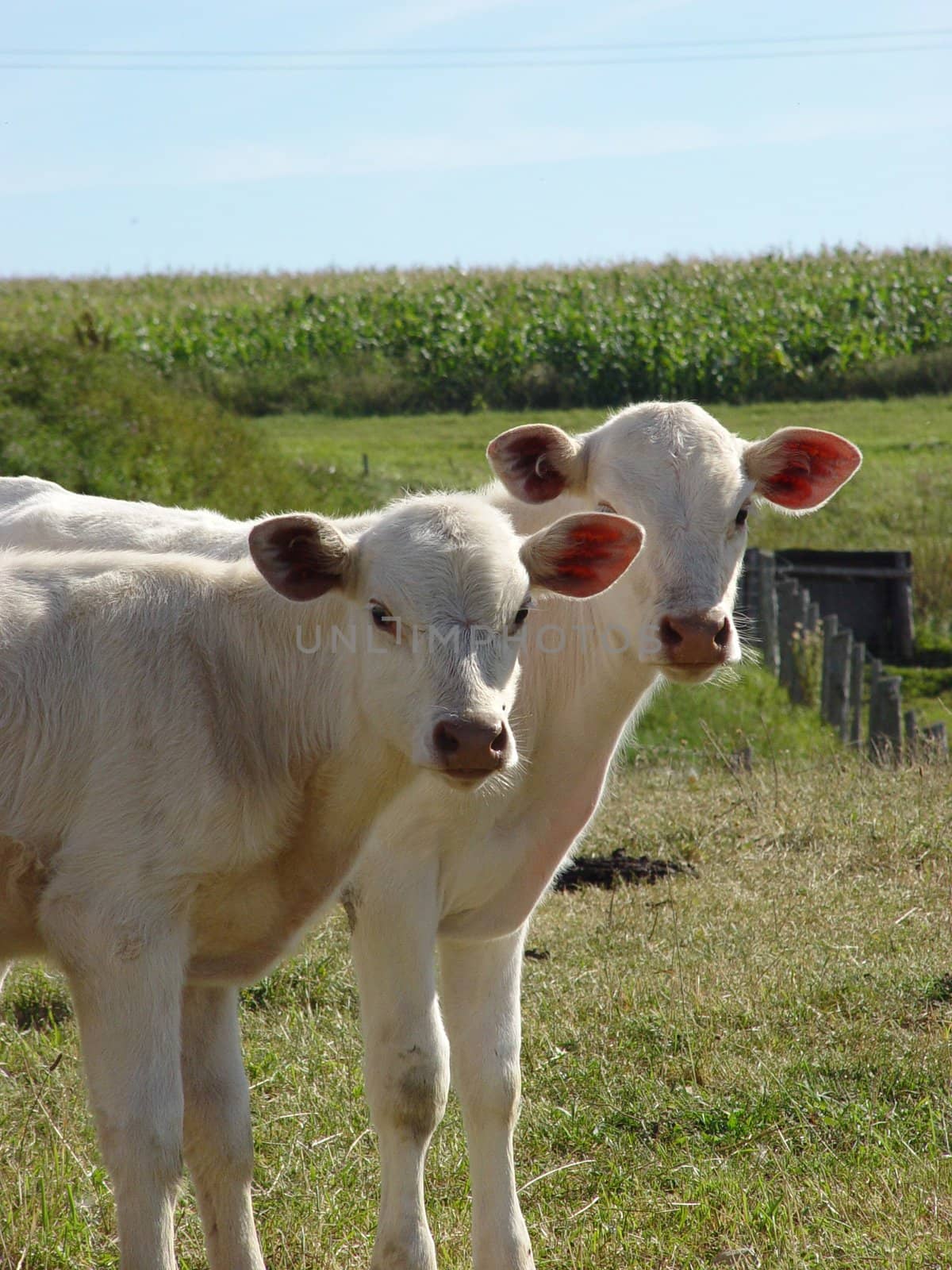 Clean white cows and calves 