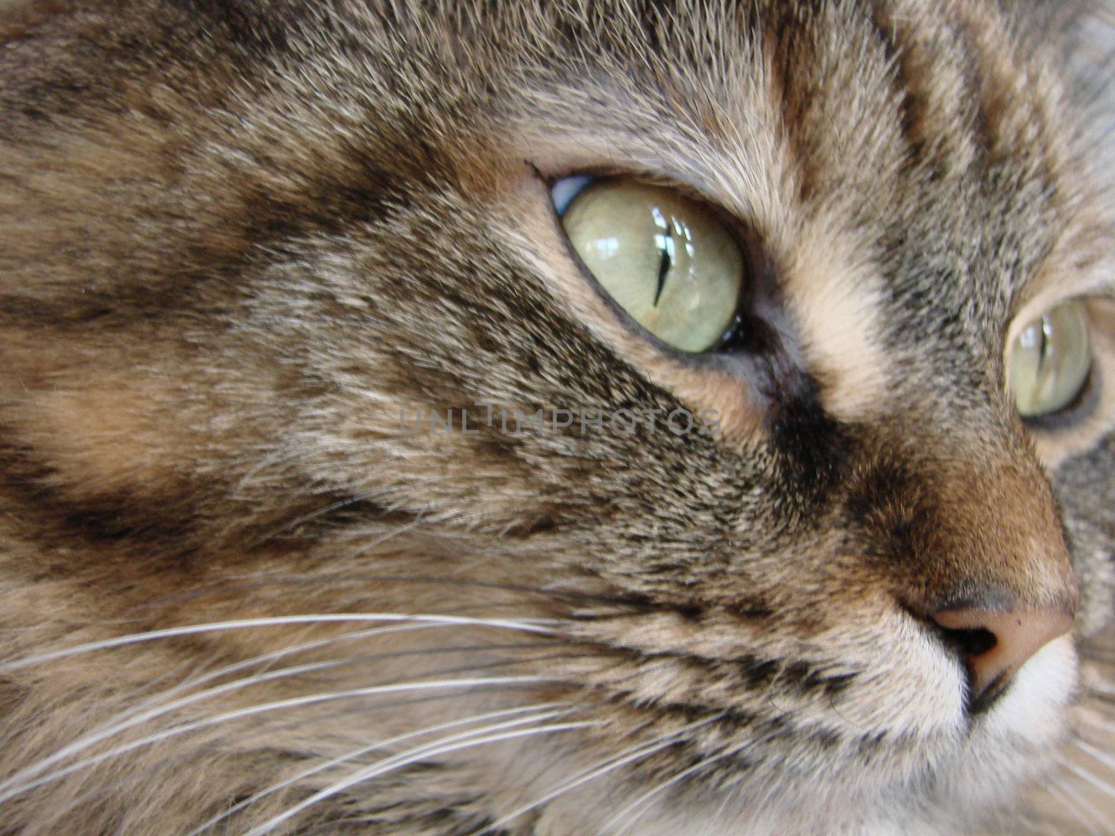 Close up of cat domestic pet