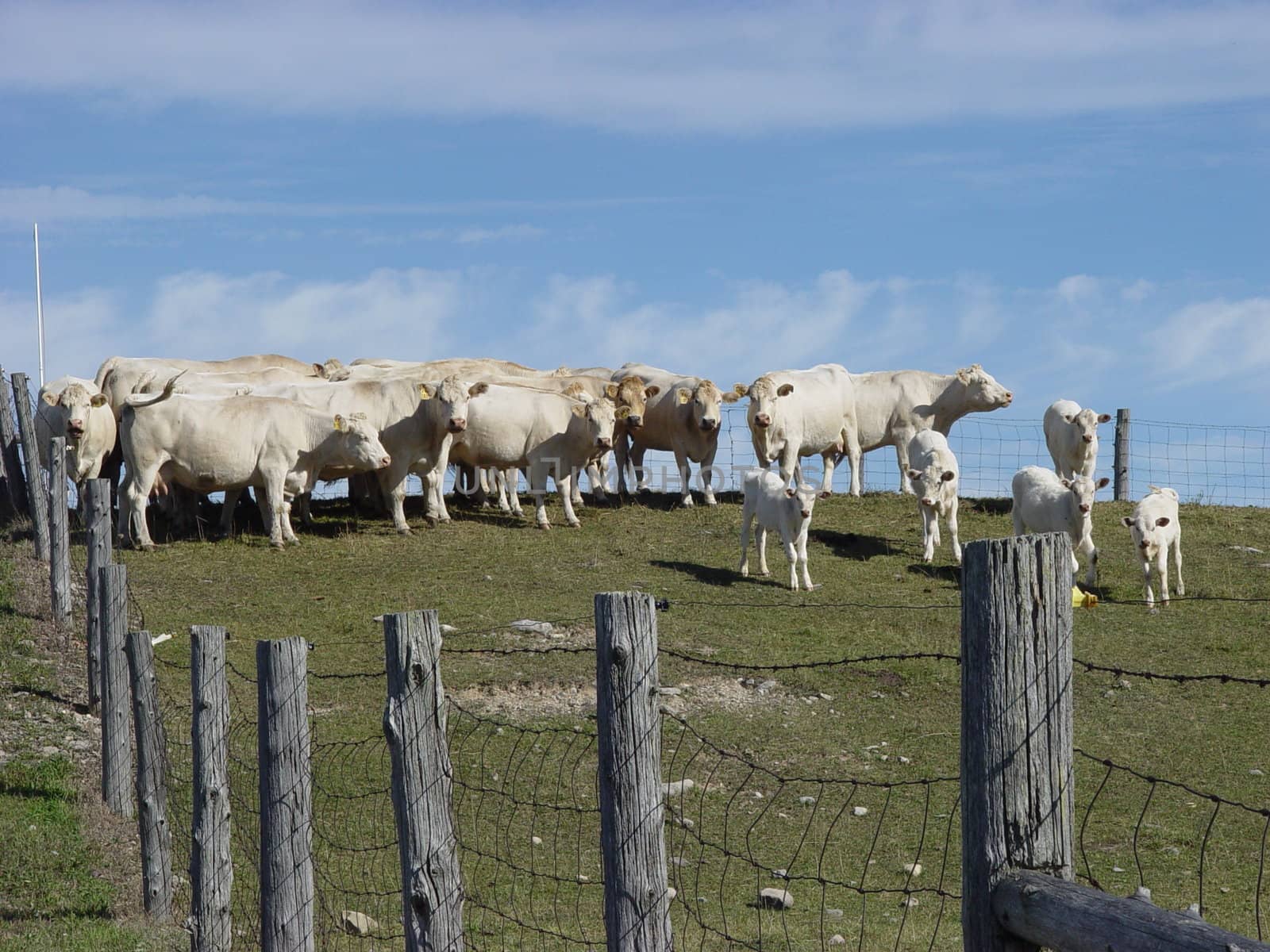 Clean white cows and calves on hill against blue sky 