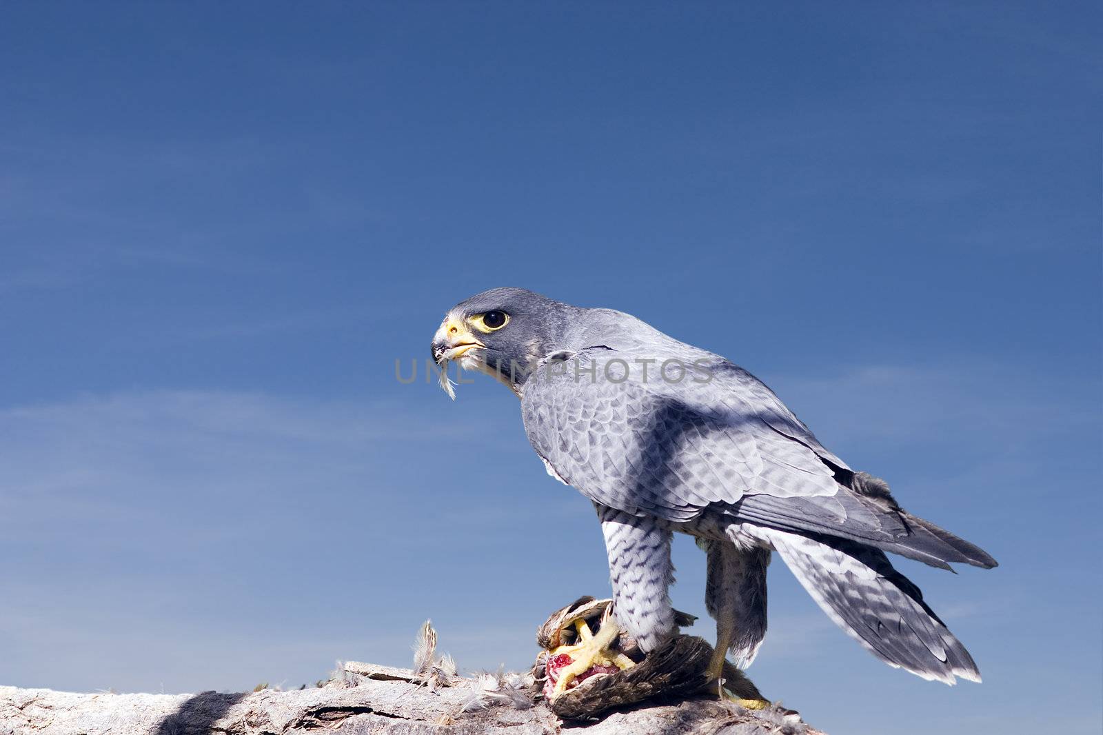 Peregrine Falcon by stevemc