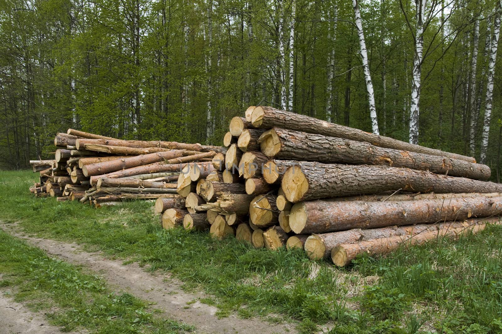 Pine logs for construction of the house.