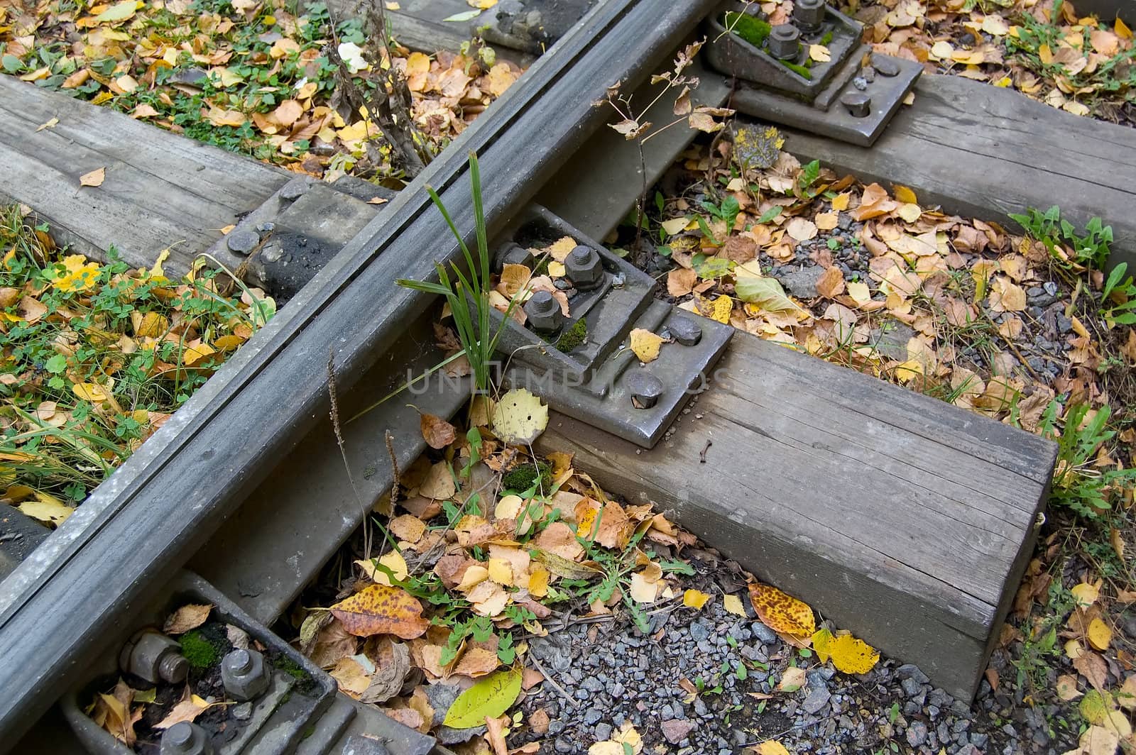 autumn leaves and old railway