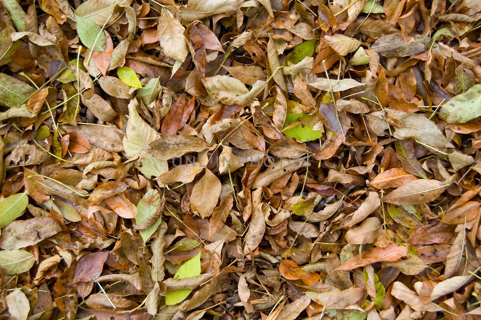fallen down  leaves background