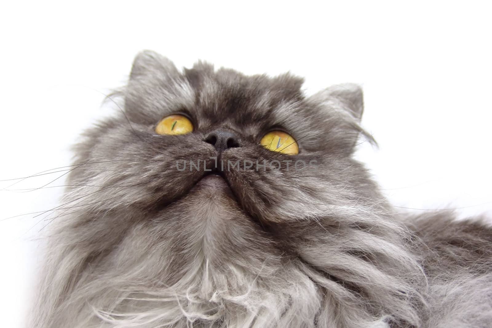 persian cat looking upwards. white background