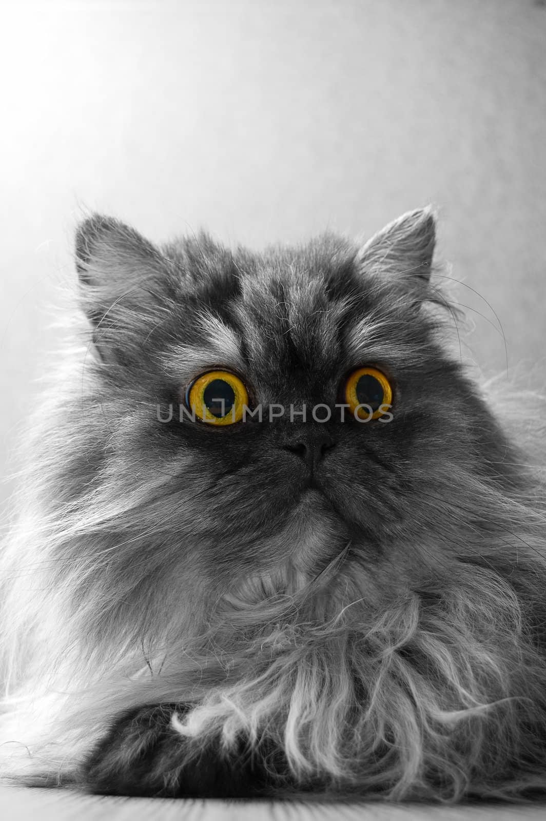 Grey Persian cat on a grey background. Bright yellow eyes.