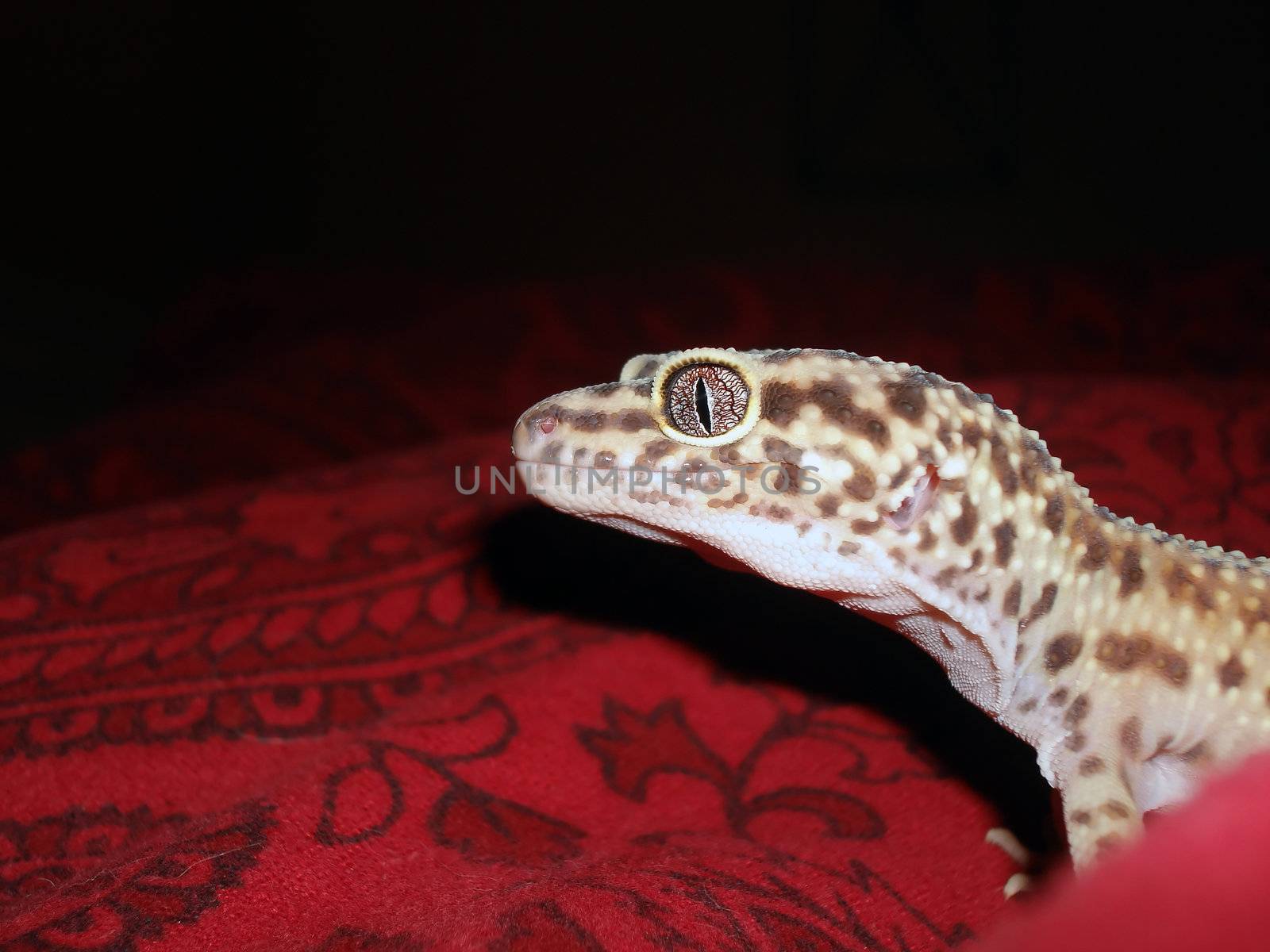 an adult female leopard gecko