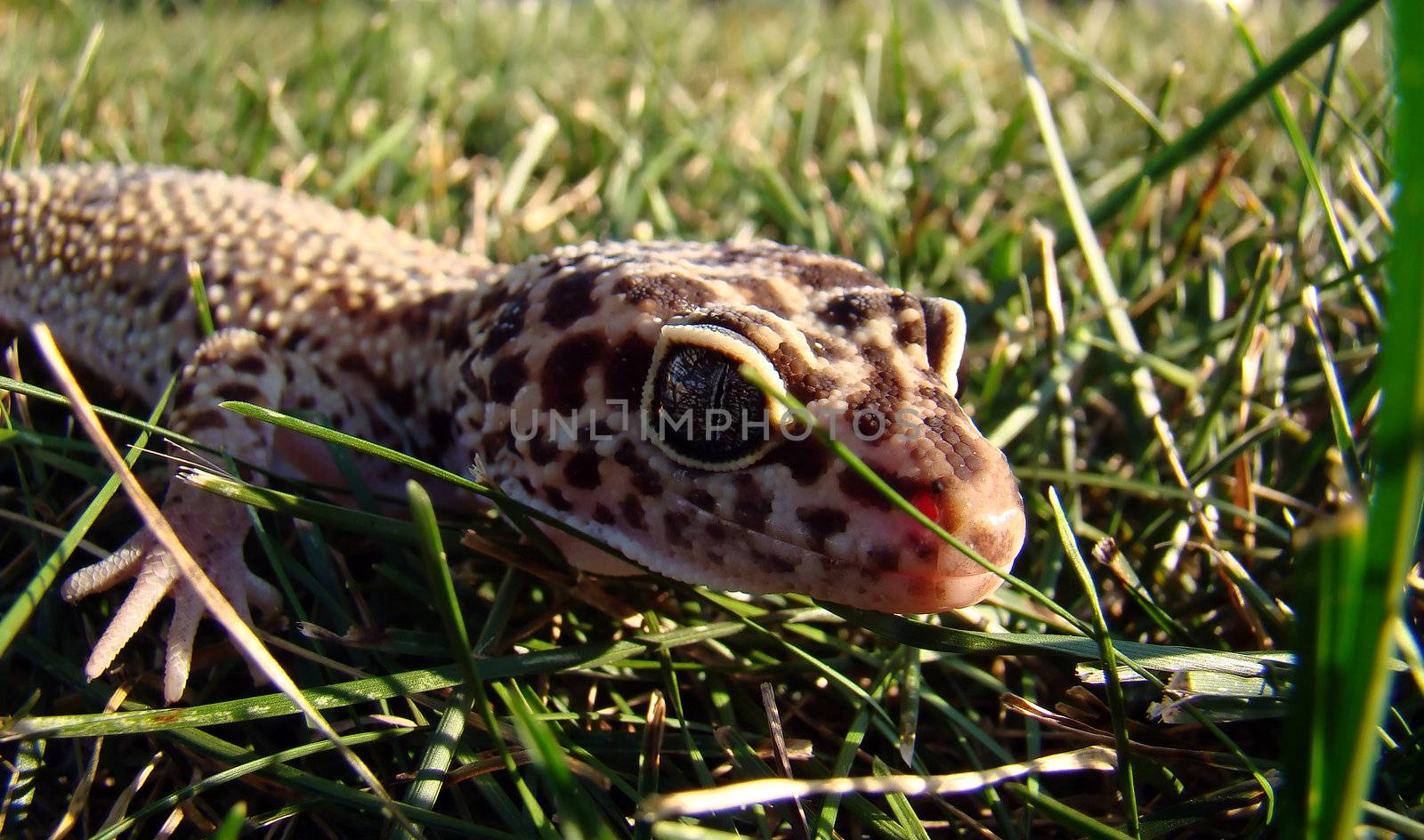 a healthy adult female leopard gecko in the grass