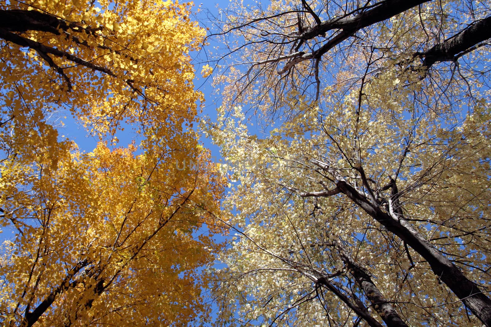 Maple trees in autumn by Hbak